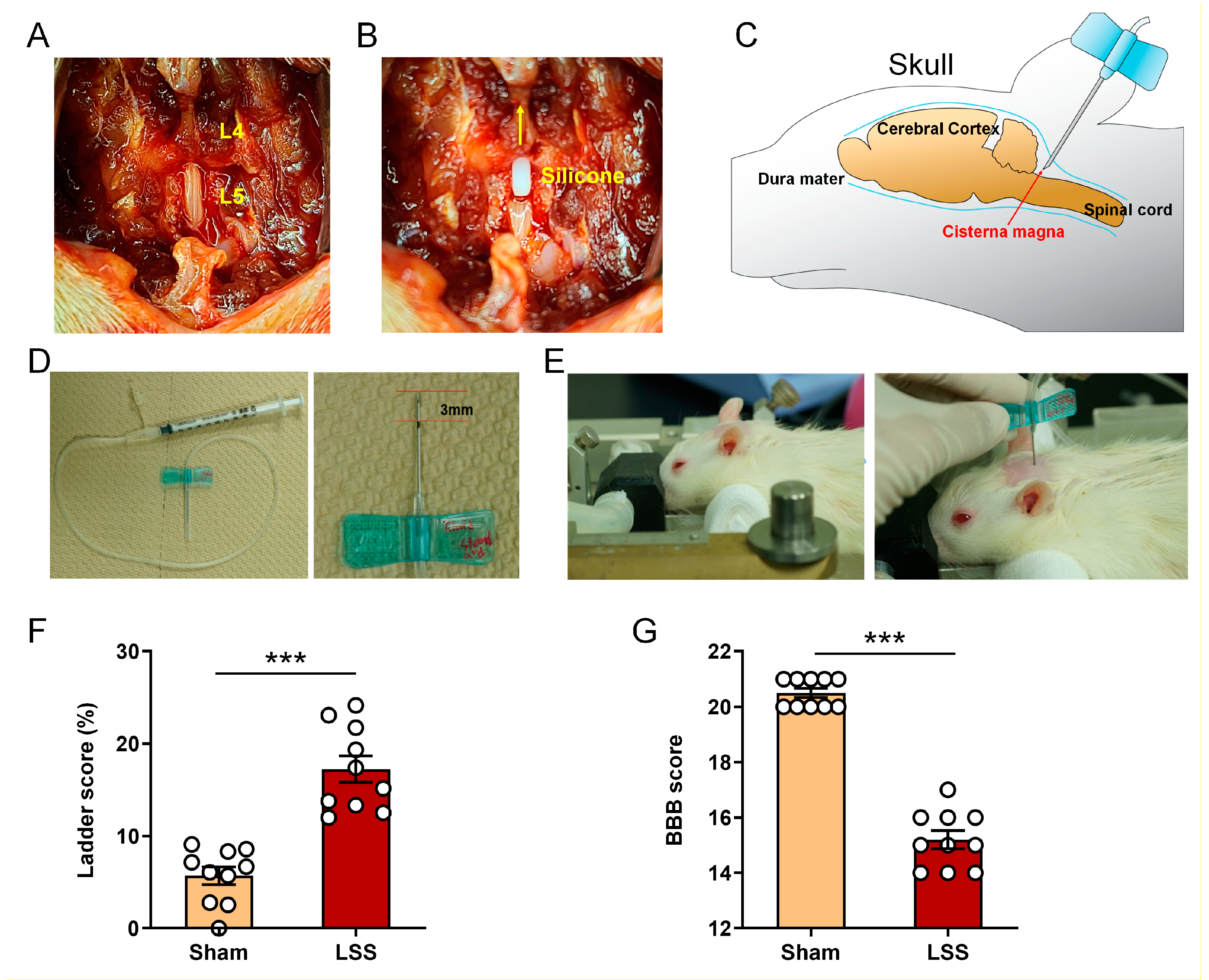 Diagnostics 11 00748 g001 Diagnostics 11 00748 g001