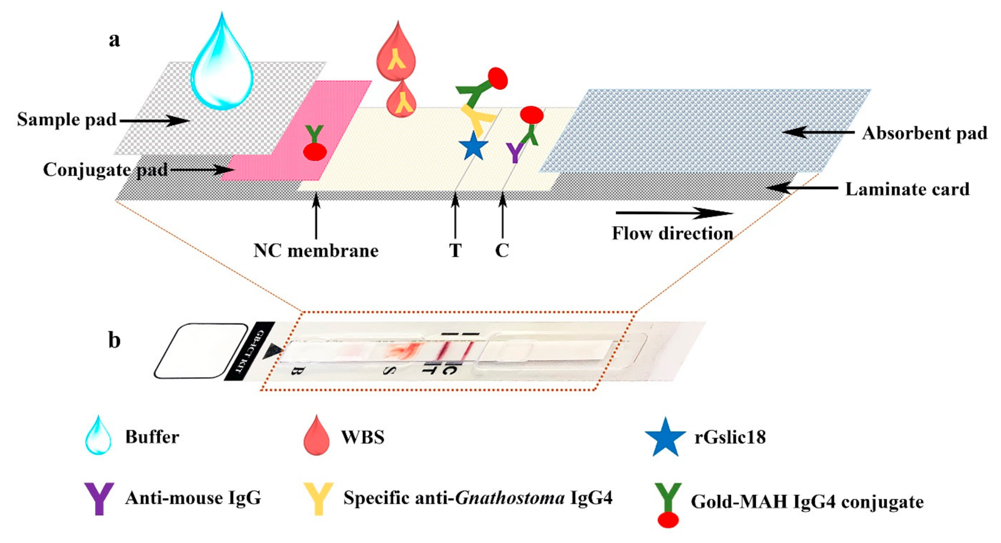 Diagnostics | Free Full-Text | Development of Immunochromatographic ...