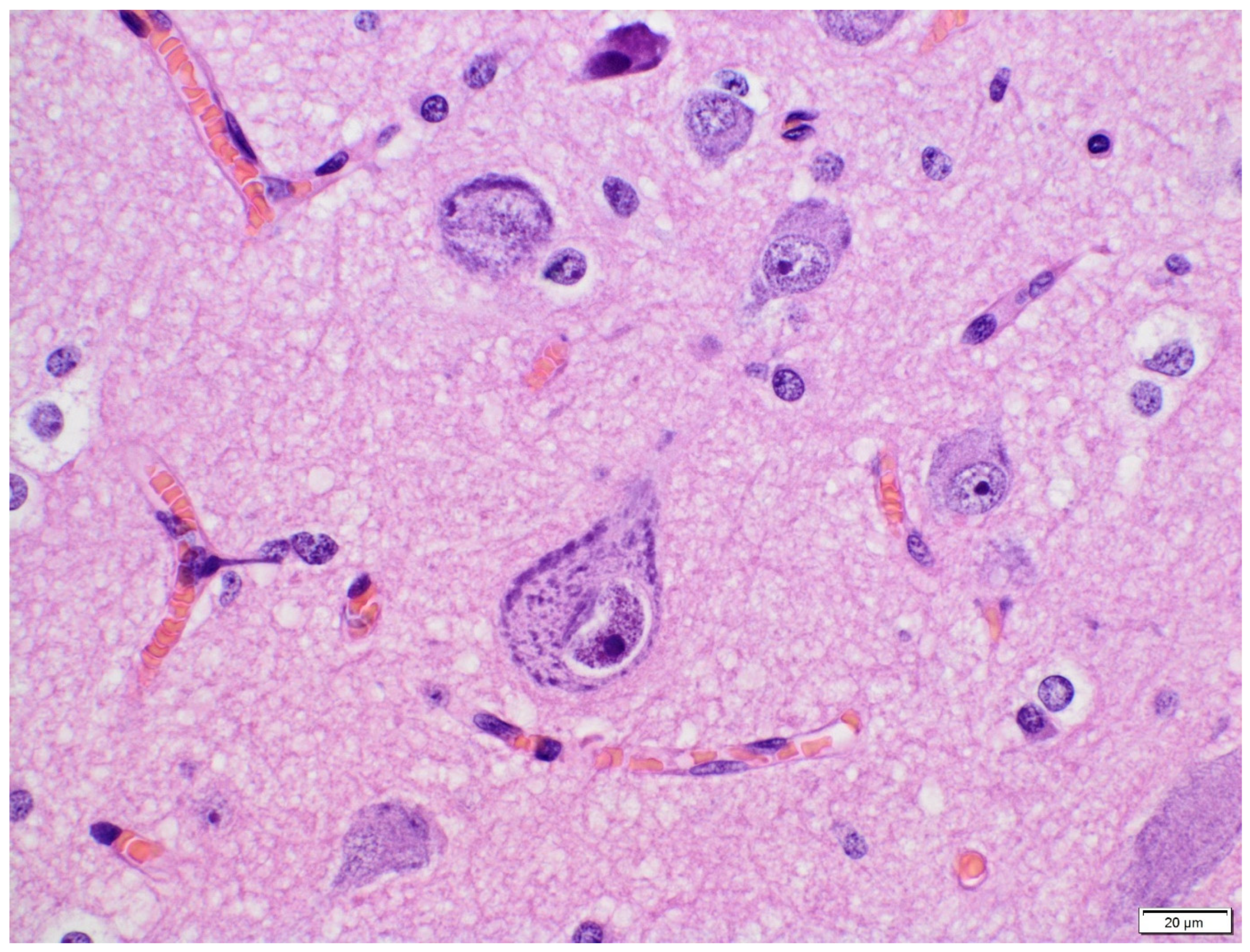 Diagnostics 11 01269 g003