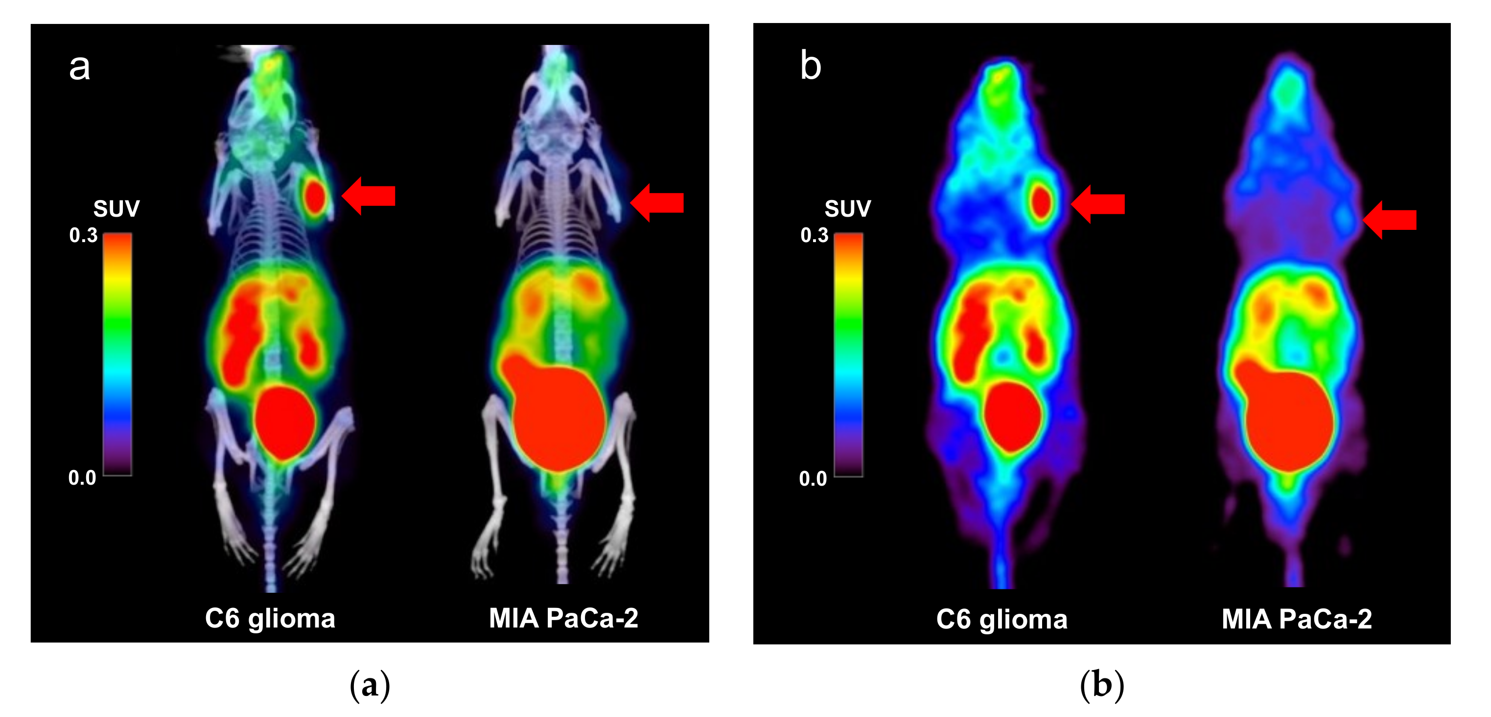 Diagnostics | Free Full-Text | Evaluation of Integrin αvβ3 Expression in  Murine Xenograft Models: [68Ga]Ga-DOTA-C(RGDfK) PET Study with  Immunohistochemical Confirmation | HTML