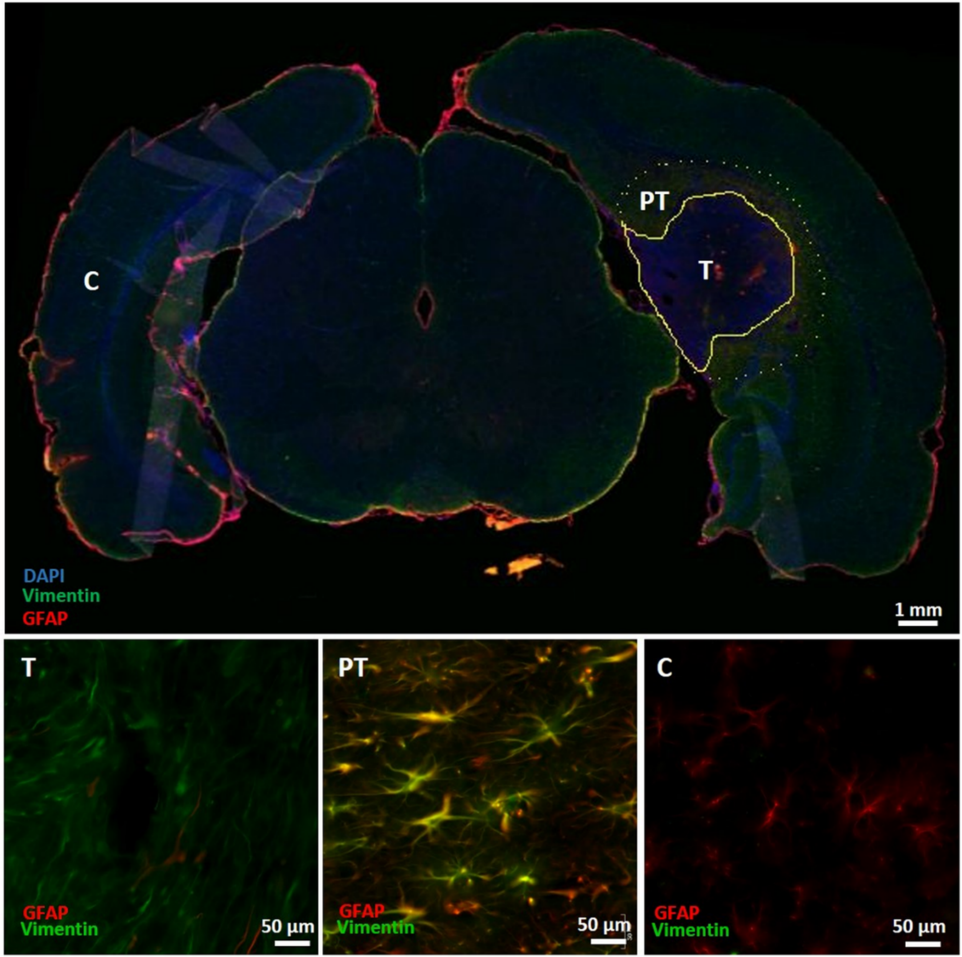 Diagnostics 11 01311 g004 Diagnostics 11 01311 g004