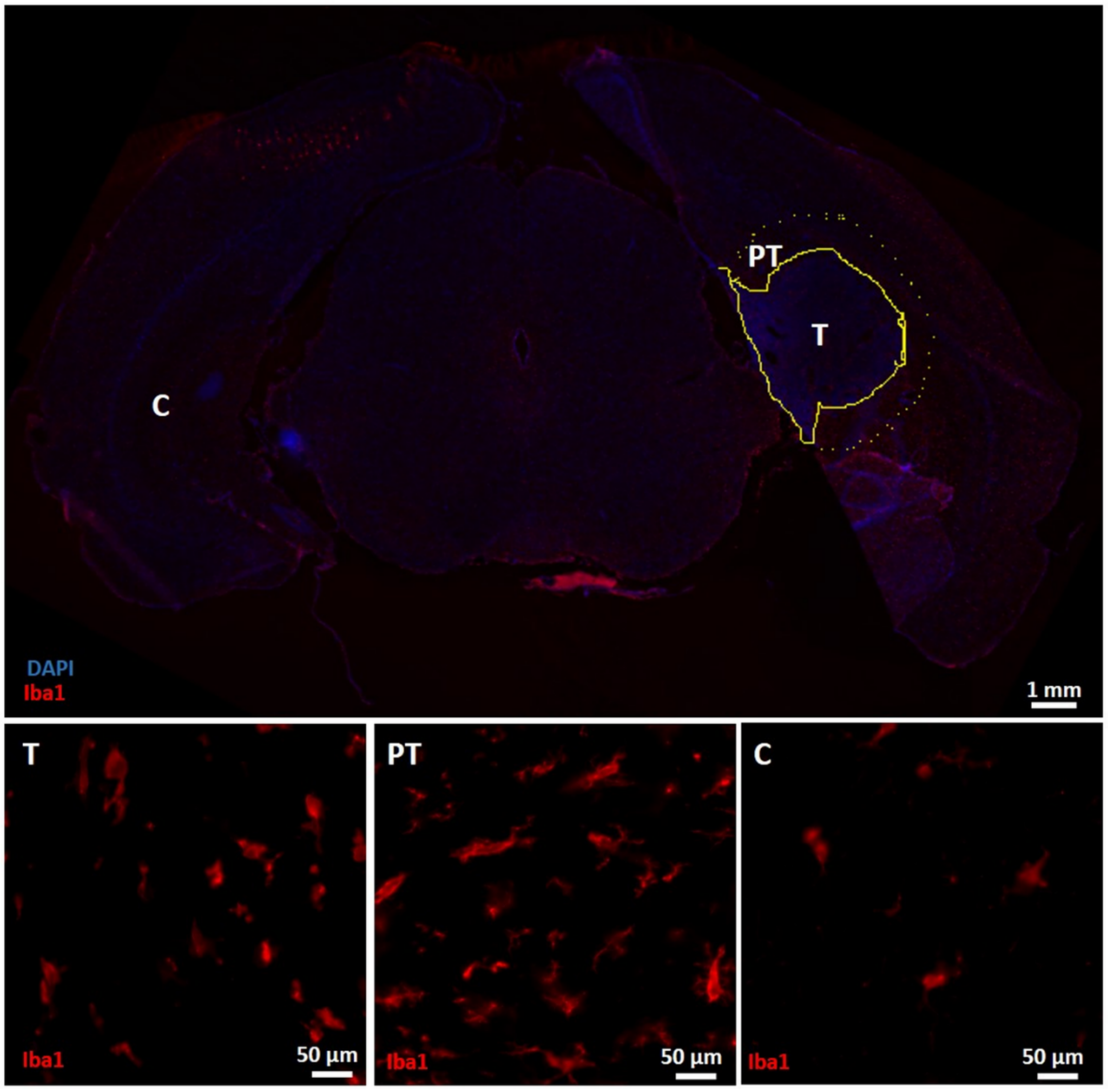 Diagnostics 11 01311 g005 Diagnostics 11 01311 g005