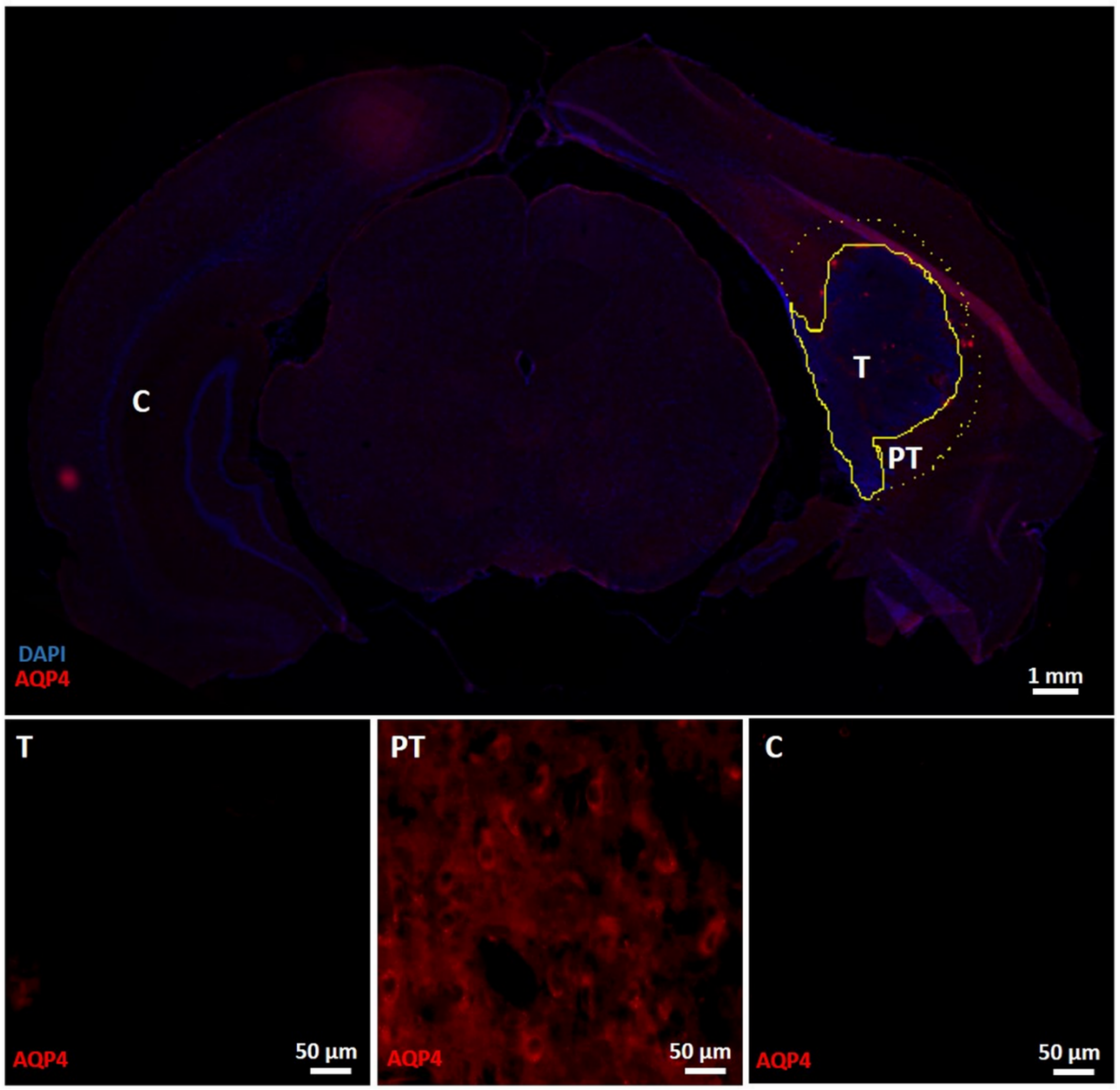 Diagnostics 11 01311 g006 Diagnostics 11 01311 g006