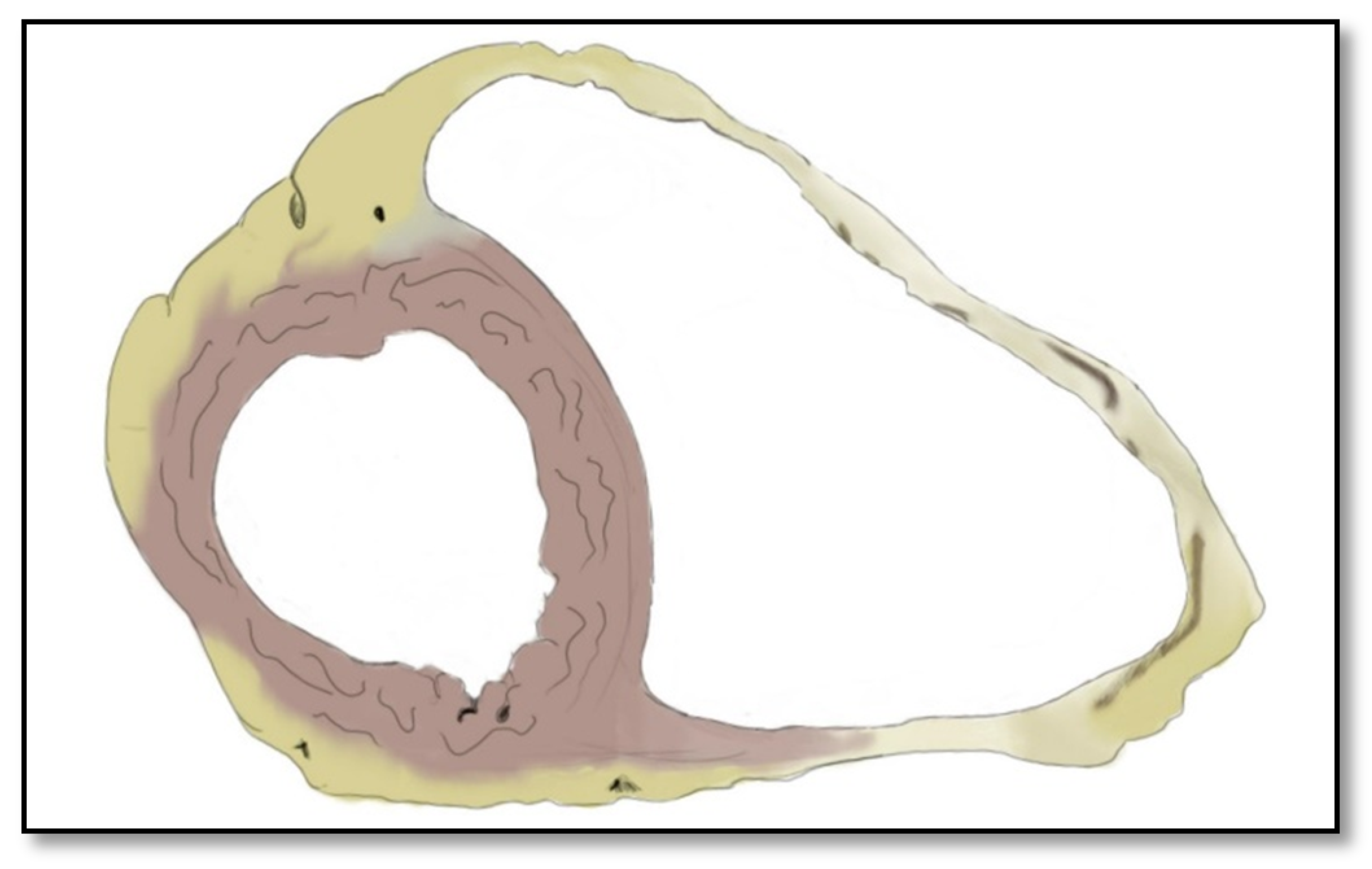 Diagnostics 11 01388 g002 Diagnostics 11 01388 g002