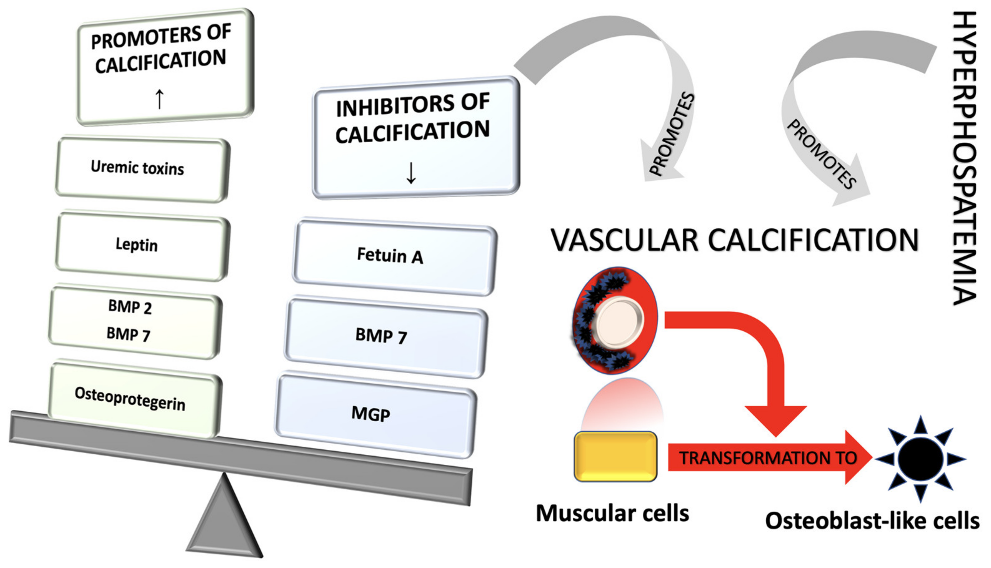 Diagnostics 11 01518 g003
