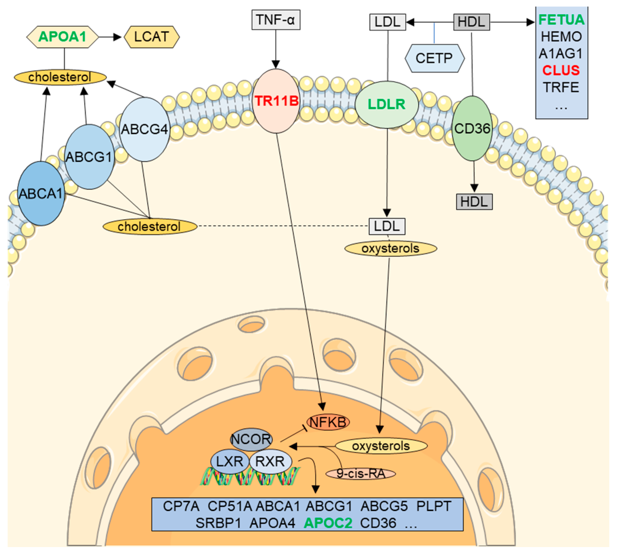 Diagnostics 11 01655 g004