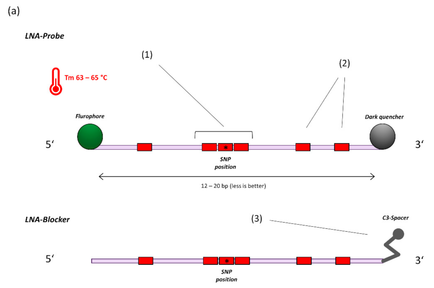 Diagnostics | Free Full-Text | Rapid Automated Screening for SARS-CoV-2  B.1.617 Lineage Variants (Delta/Kappa) through a Versatile Toolset of  qPCR-Based SNP Detection