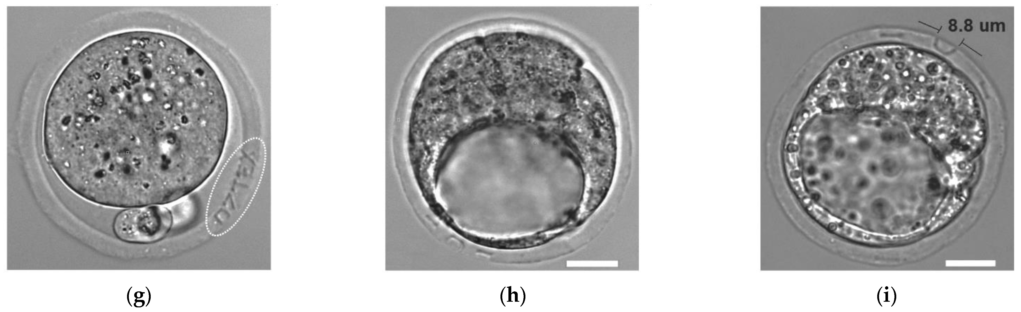 Diagnostics 11 01897 g002b