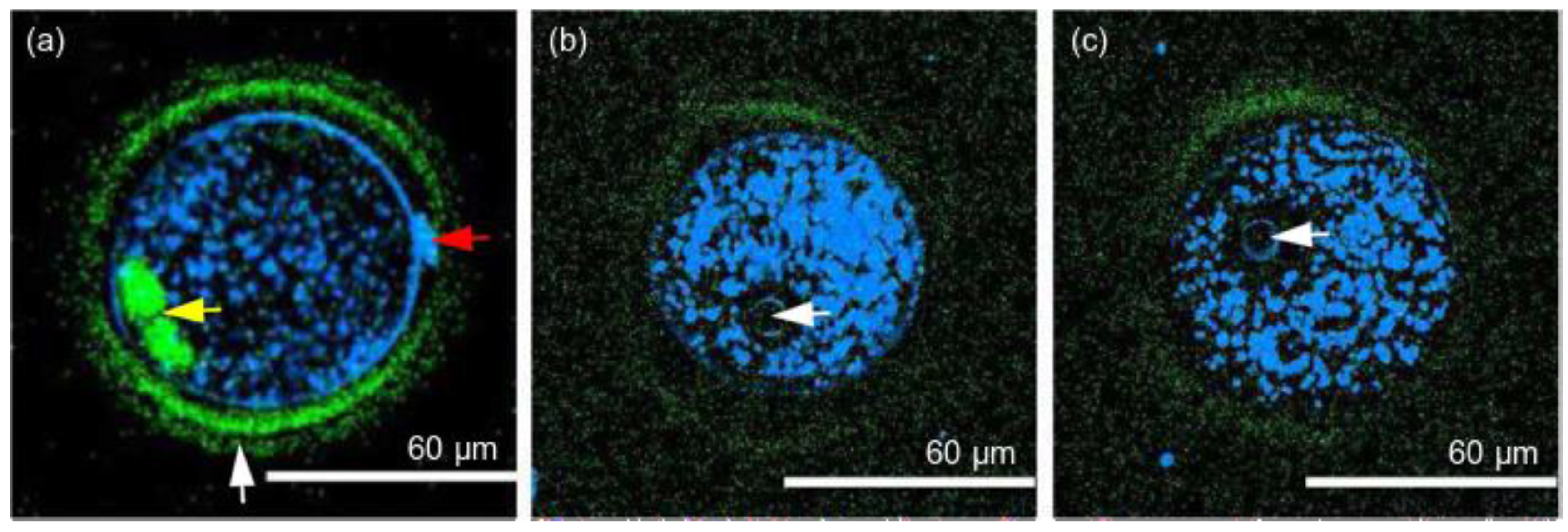 Diagnostics 11 01897 g004