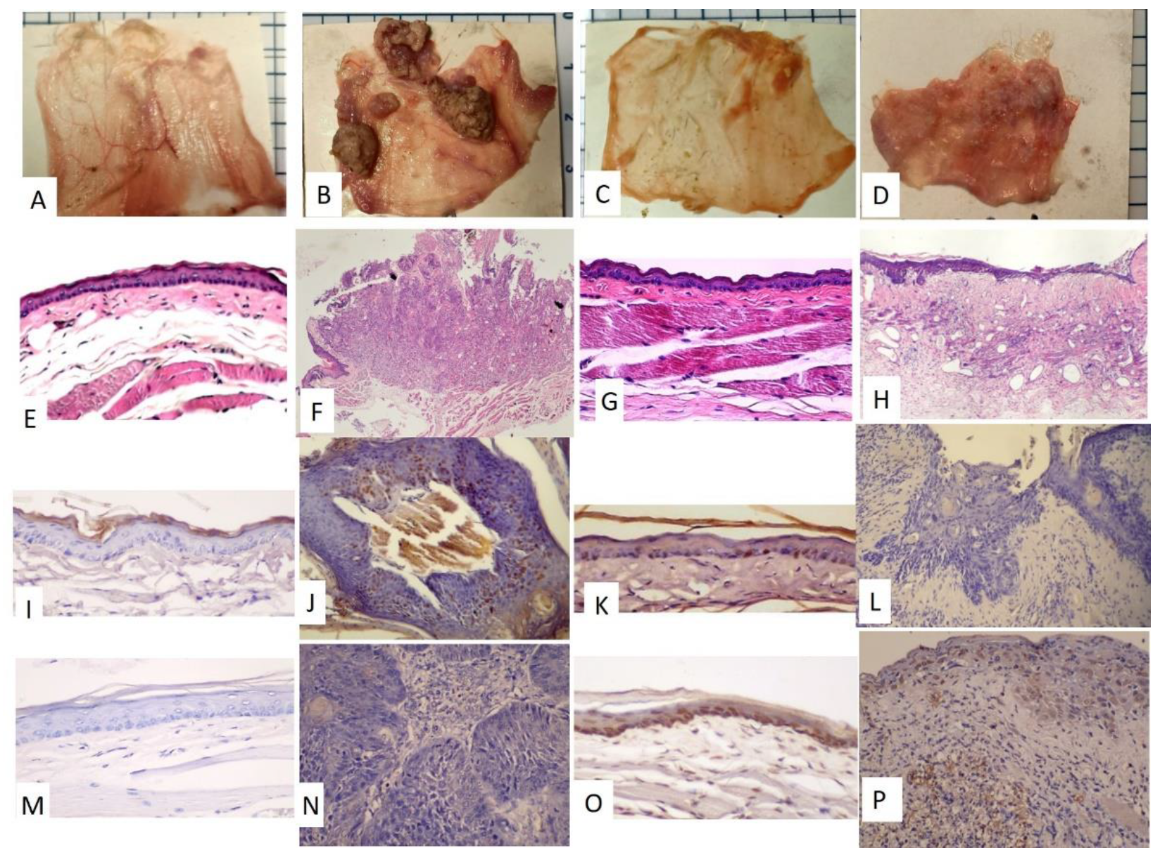 Diagnostics 12 00065 g002 Diagnostics 12 00065 g002