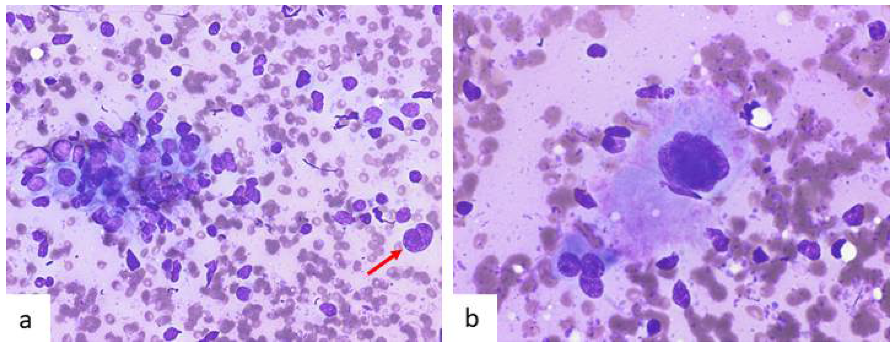 Dendritic Cells Histology