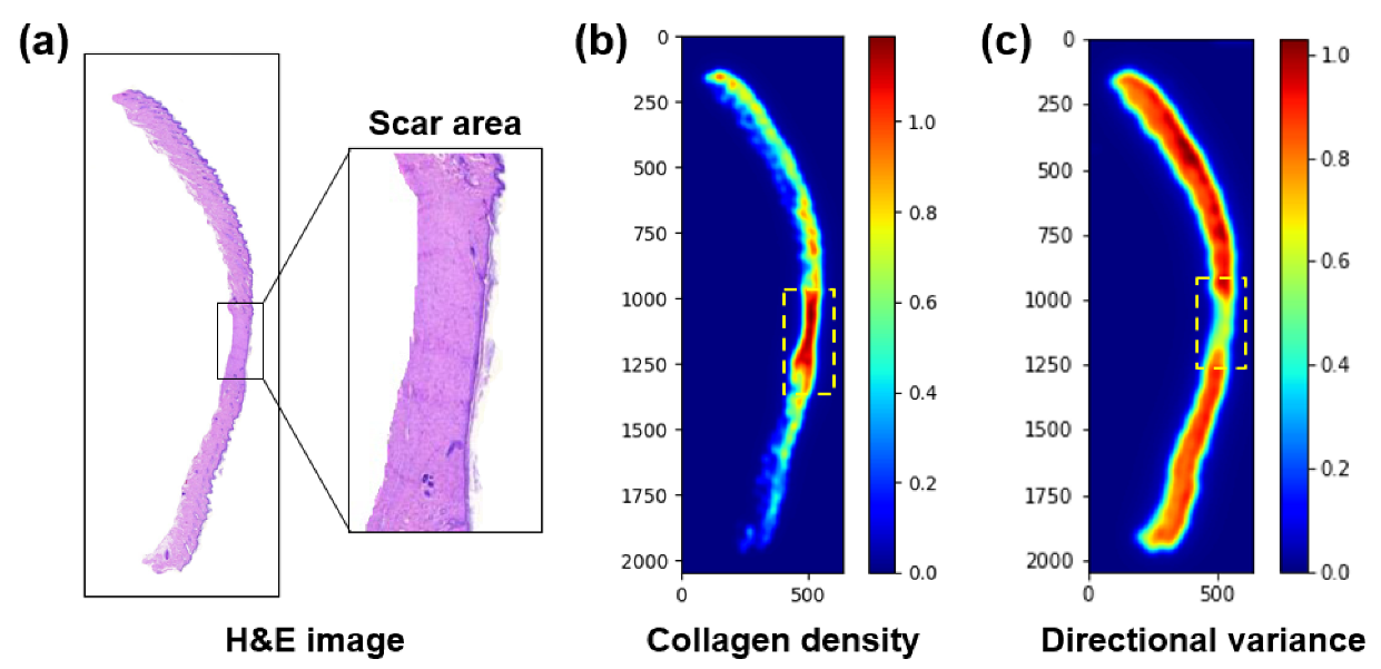 Diagnostics | Free Full-Text | Automated Structural Analysis And ...