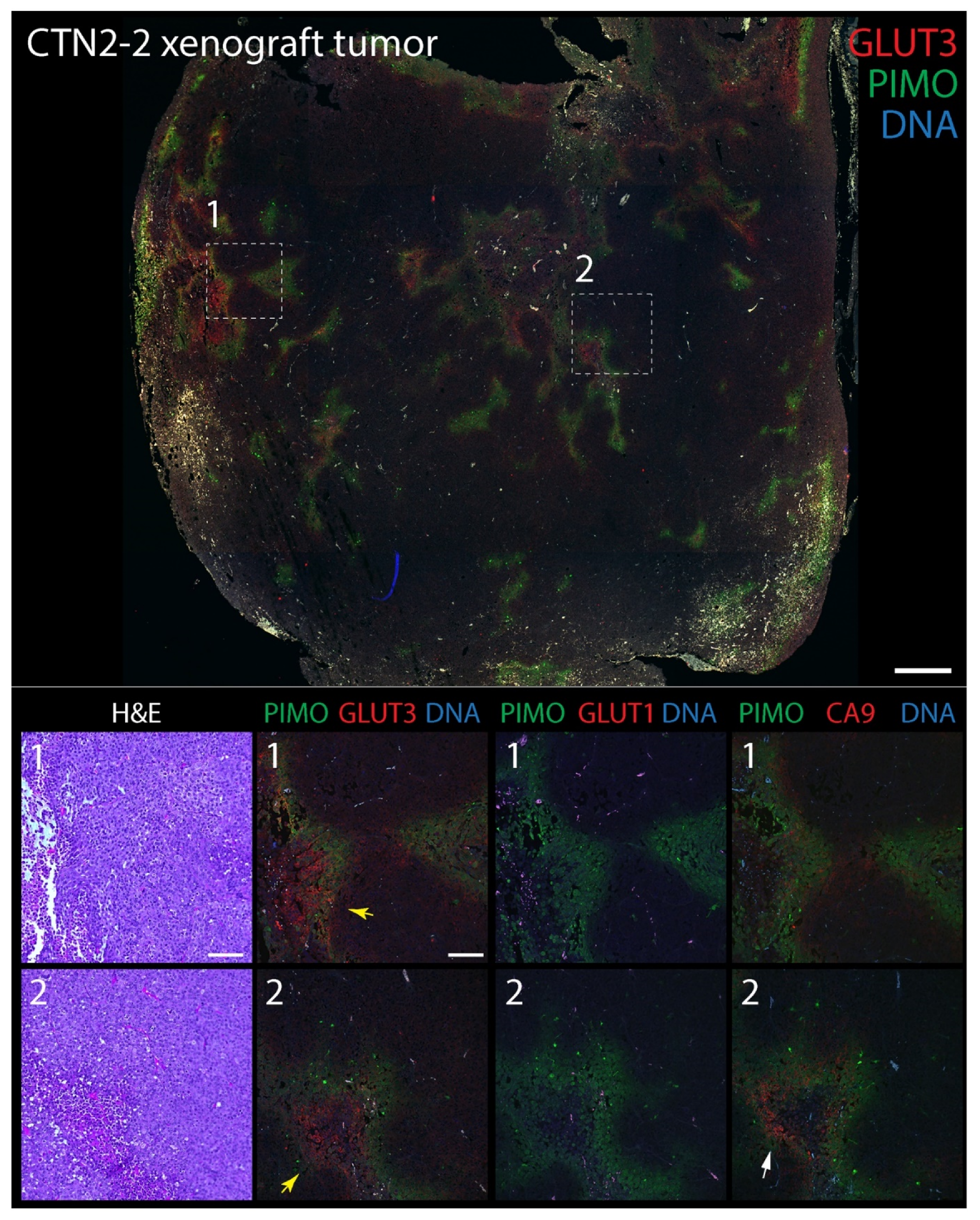 Diagnostics 12 00676 g003