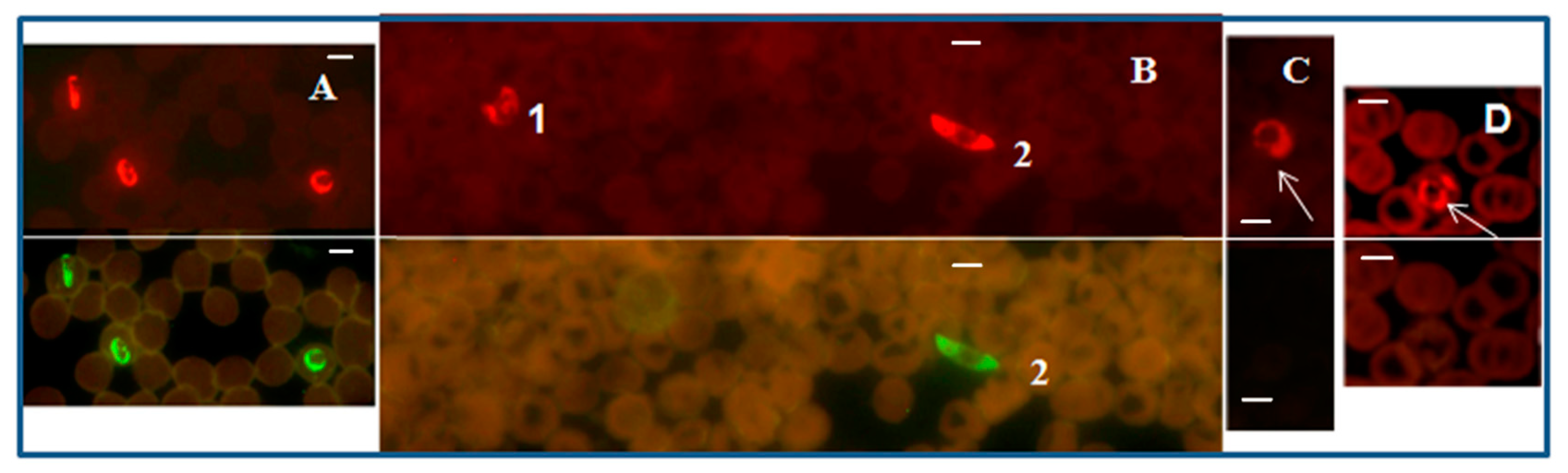 Diagnostics 12 01286 g002