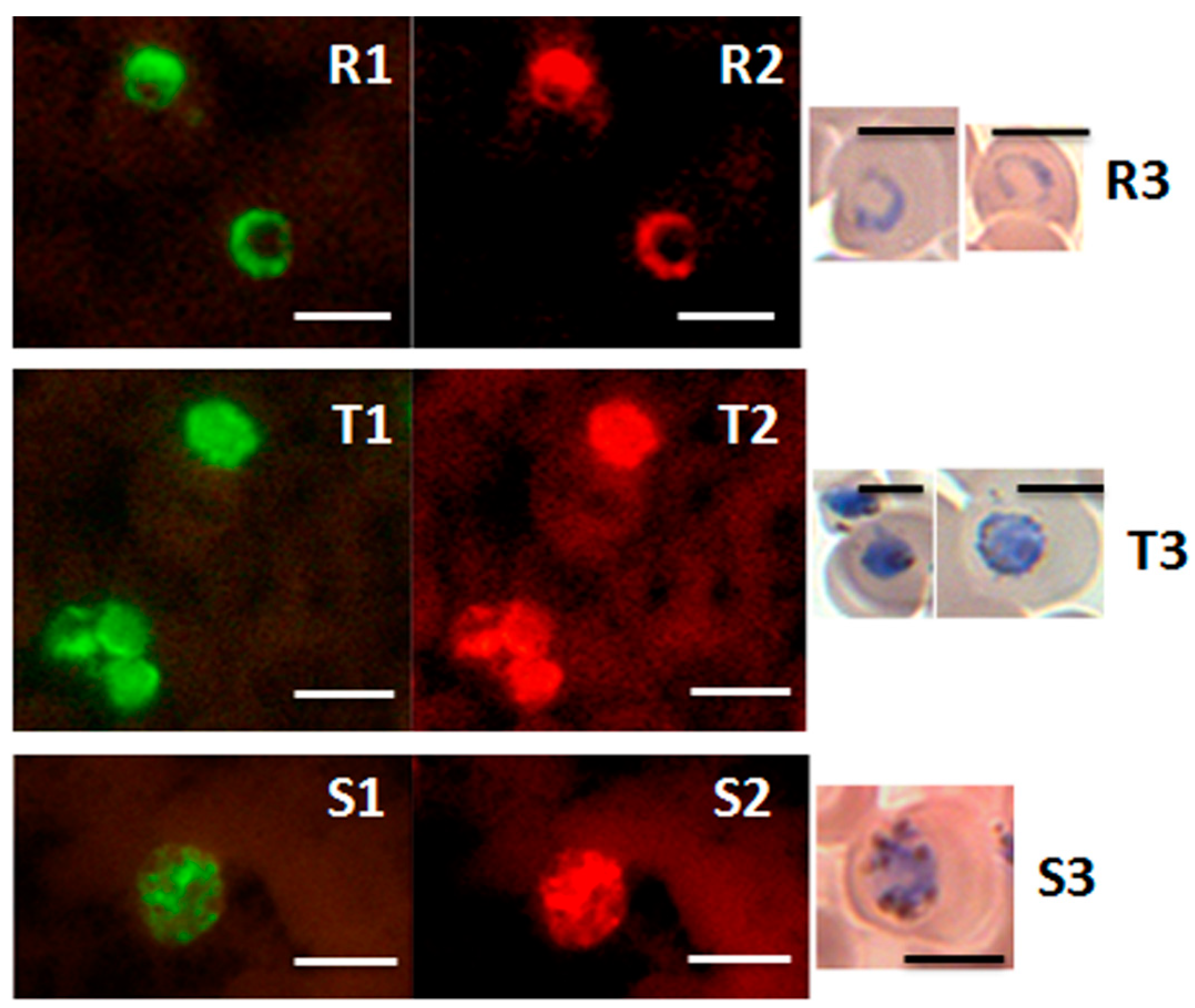 Diagnostics 12 01286 g005