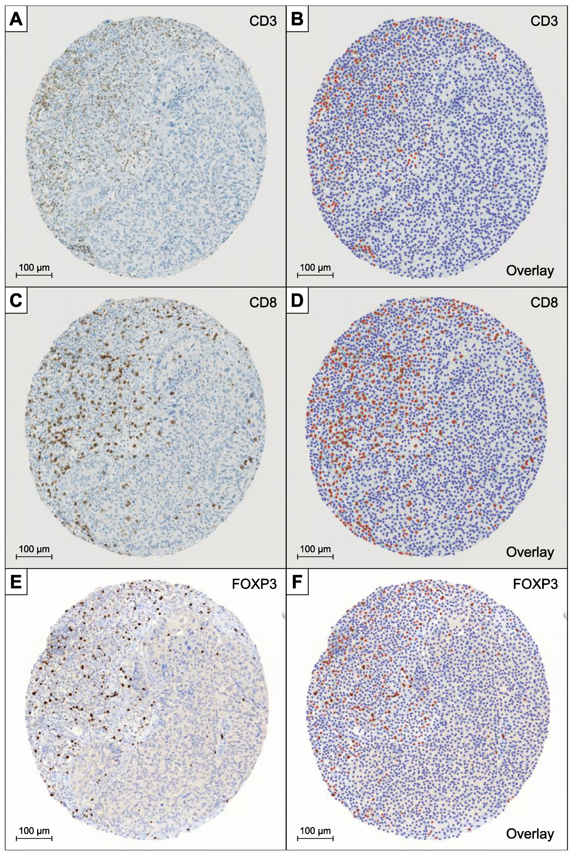 Diagnostics 12 01360 g001
