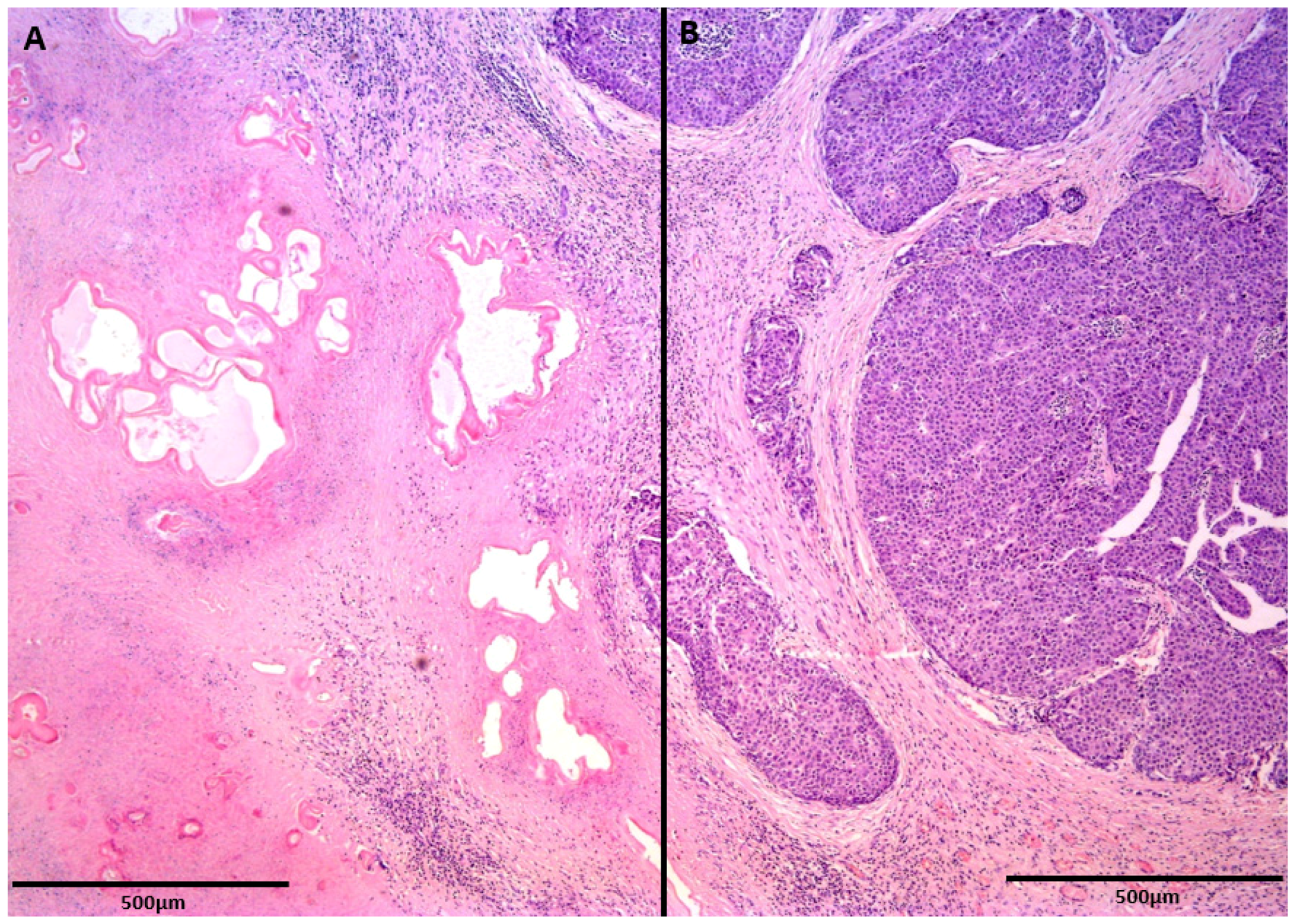 Diagnostics 12 01583 g005 Diagnostics 12 01583 g005