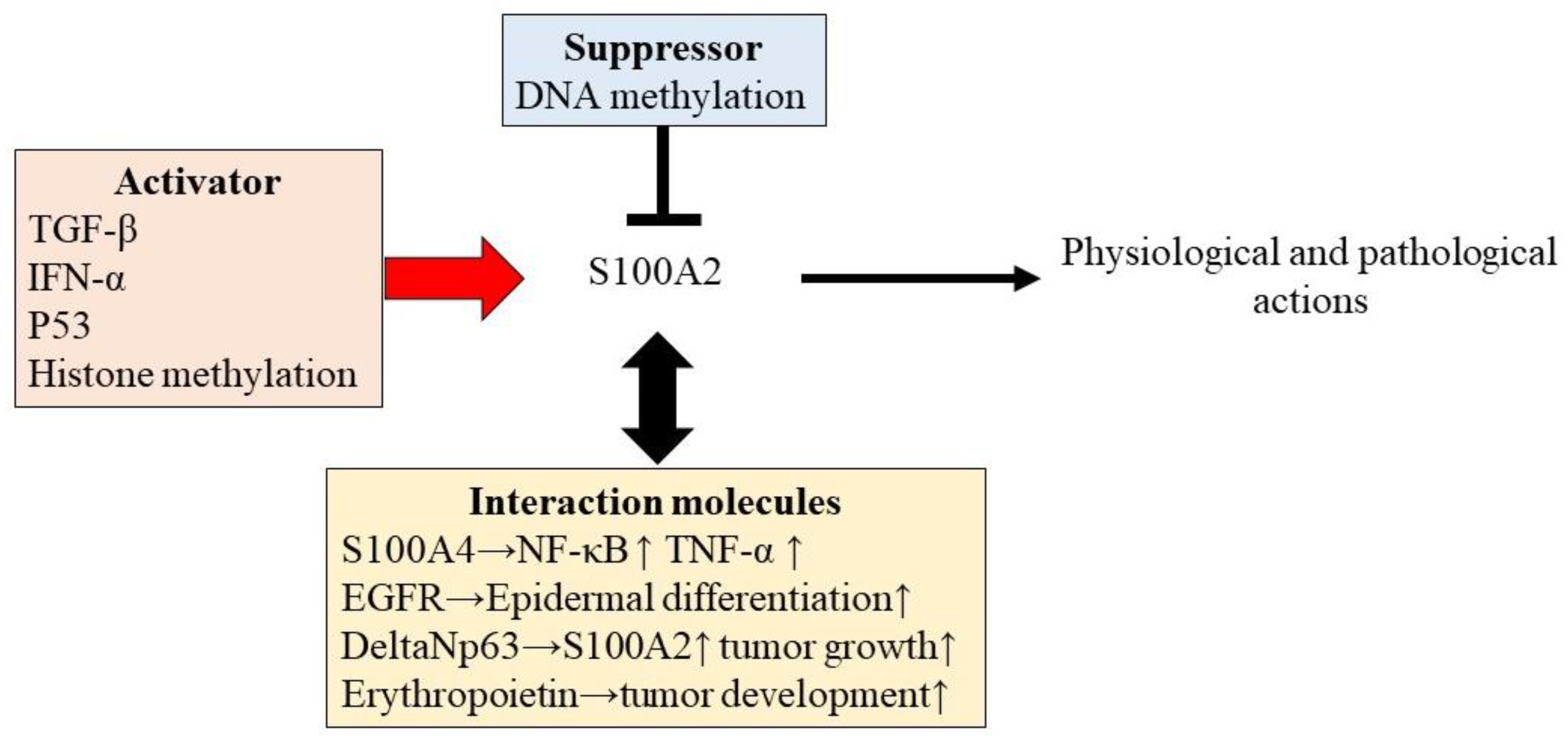 Diagnostics | Free Full-Text | Influence of S100A2 in Human Diseases