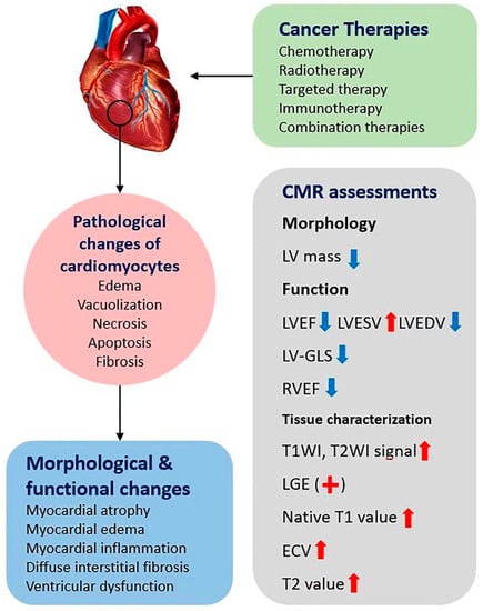 The Role of Strain Imaging in Oncology and Vendor-to-Vendor Variability -  American College of Cardiology