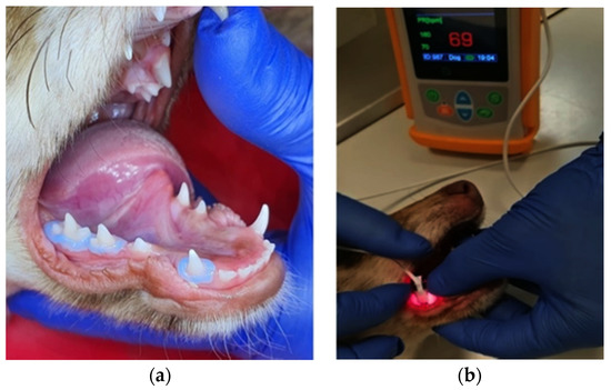 Diagnostics | Free Full-Text | Assessment of Pulpal Status in Primary Teeth  Following Direct Pulp Capping in an Experimental Canine Model