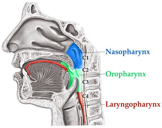 Diagnostics | Free Full-Text | Change in the Constricted Airway in ...