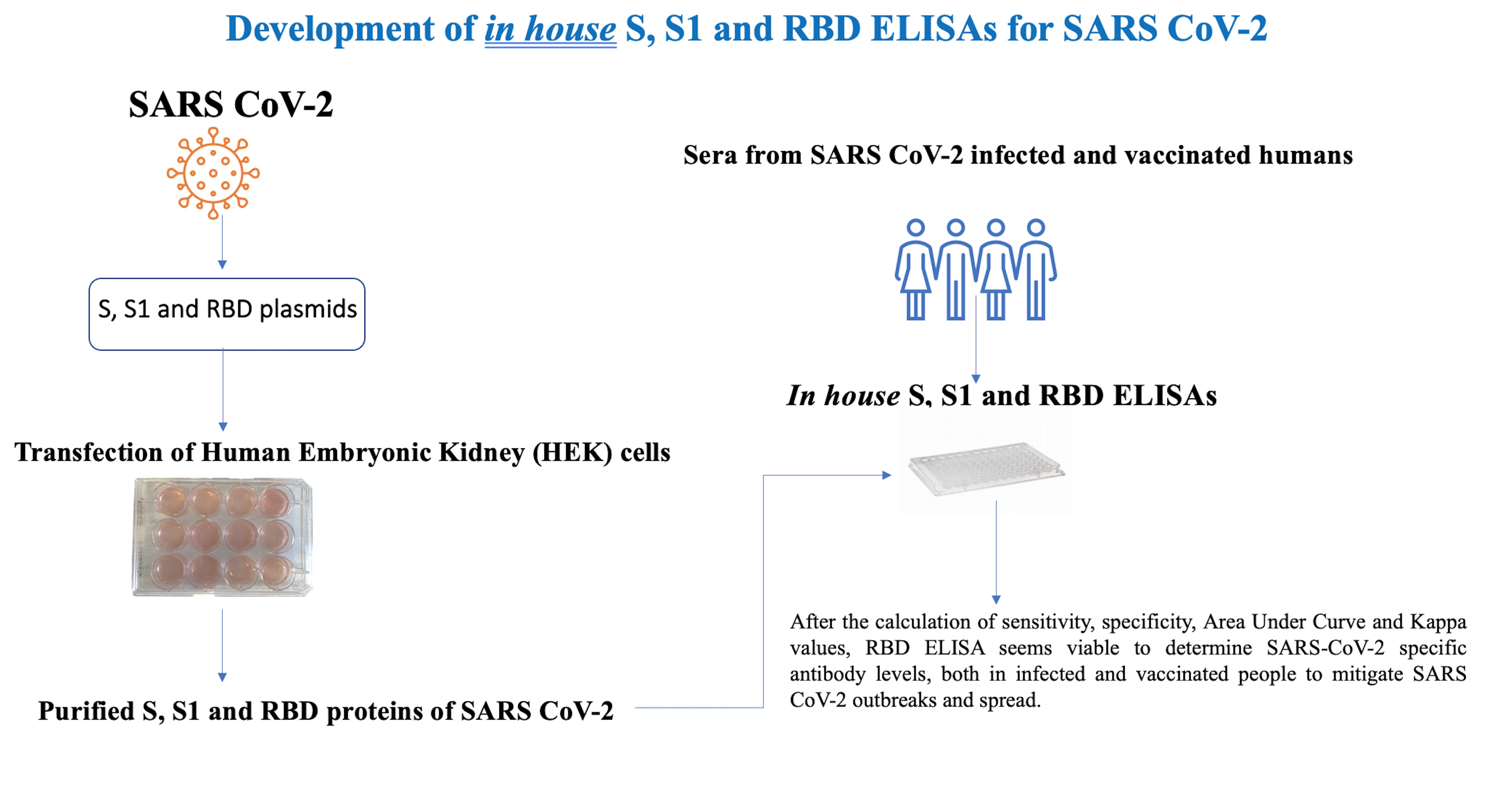 Diagnostics | Free Full-Text | Development of in House ELISAs to Detect  Antibodies to SARS-CoV-2 in Infected and Vaccinated Humans by Using  Recombinant S, S1 and RBD Proteins