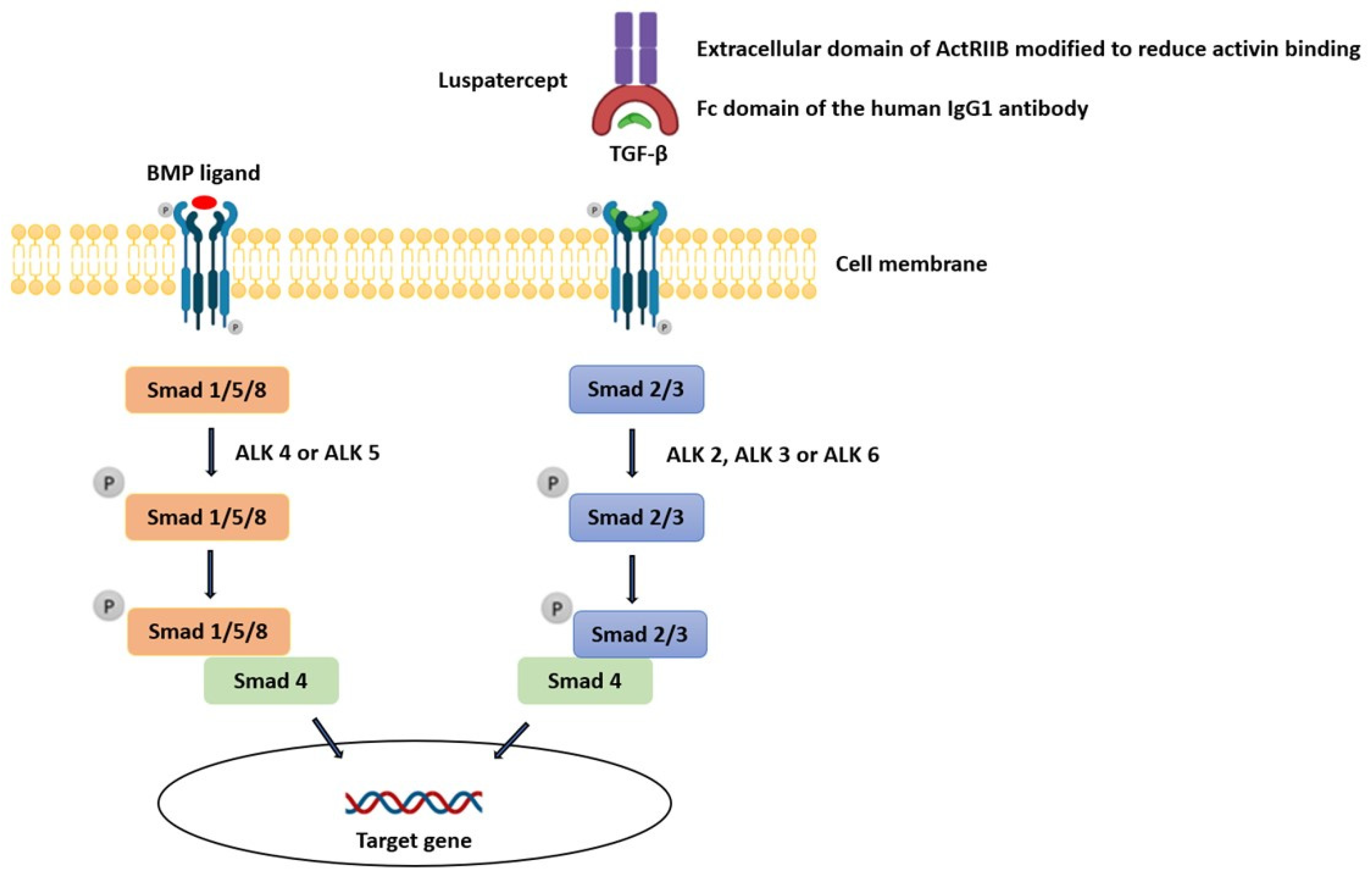 Diagnostics 13 00011 g003
