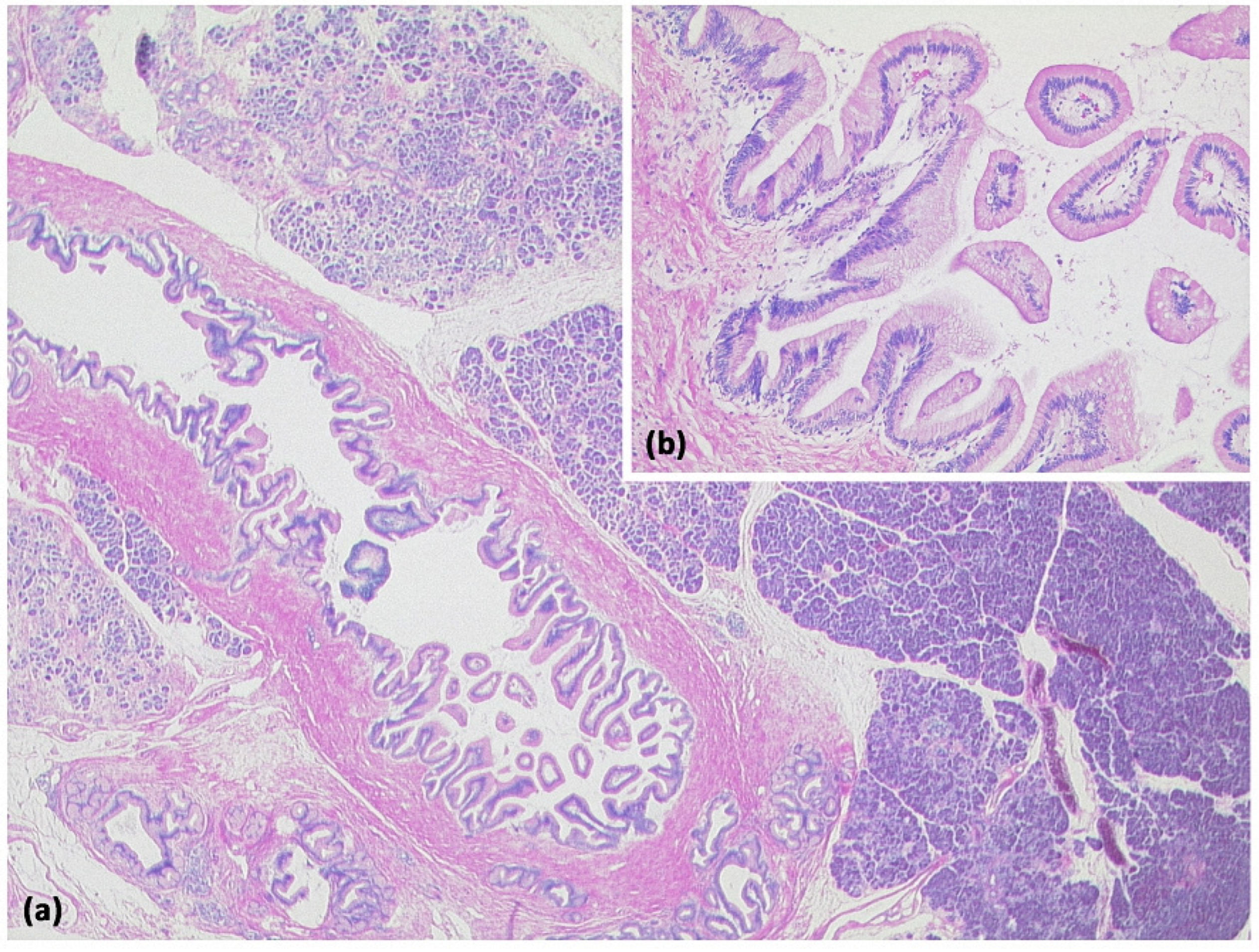 Diagnostics 13 00454 g012 Diagnostics 13 00454 g012