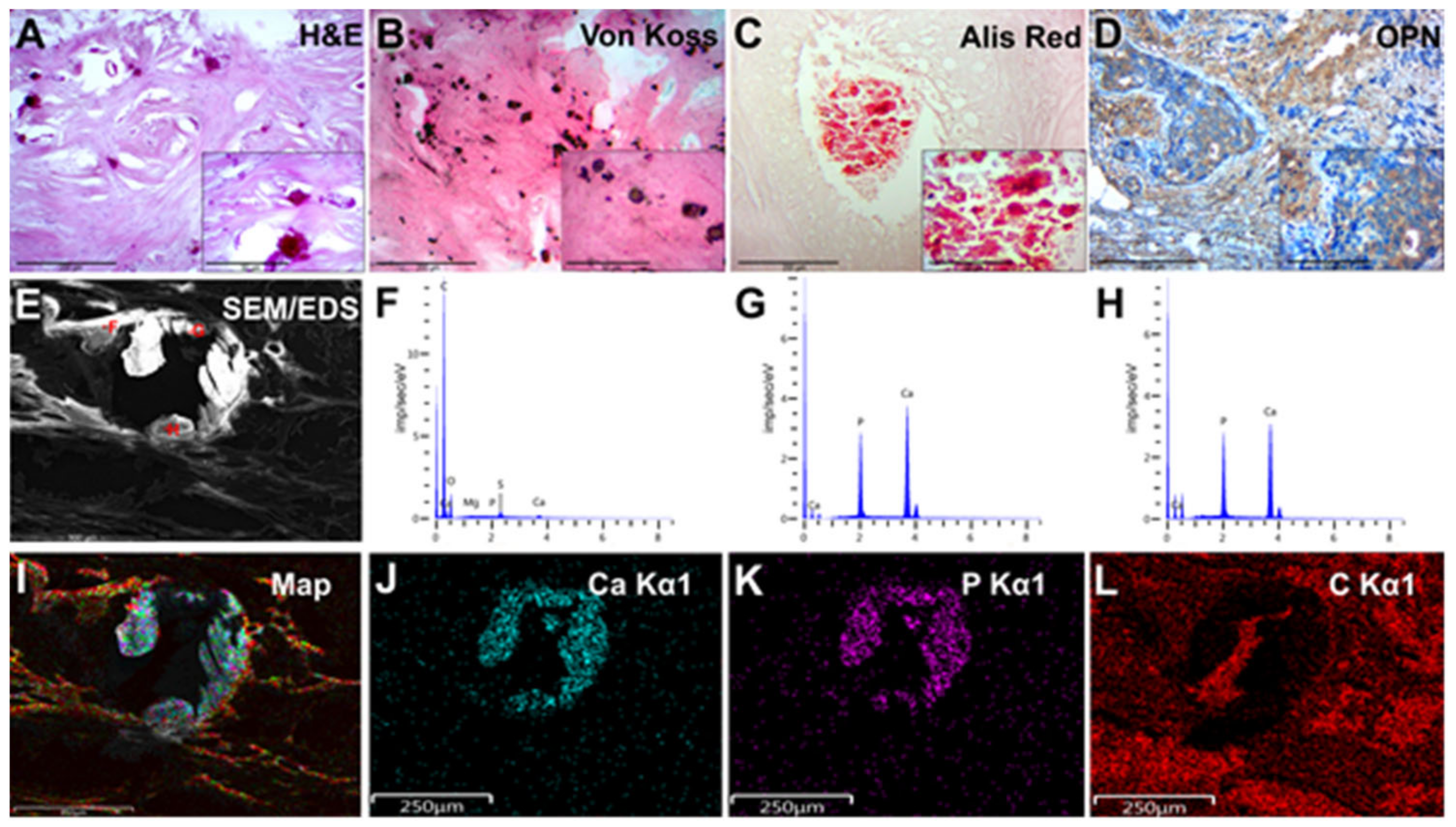 Diagnostics 13 00737 g002 Diagnostics 13 00737 g002