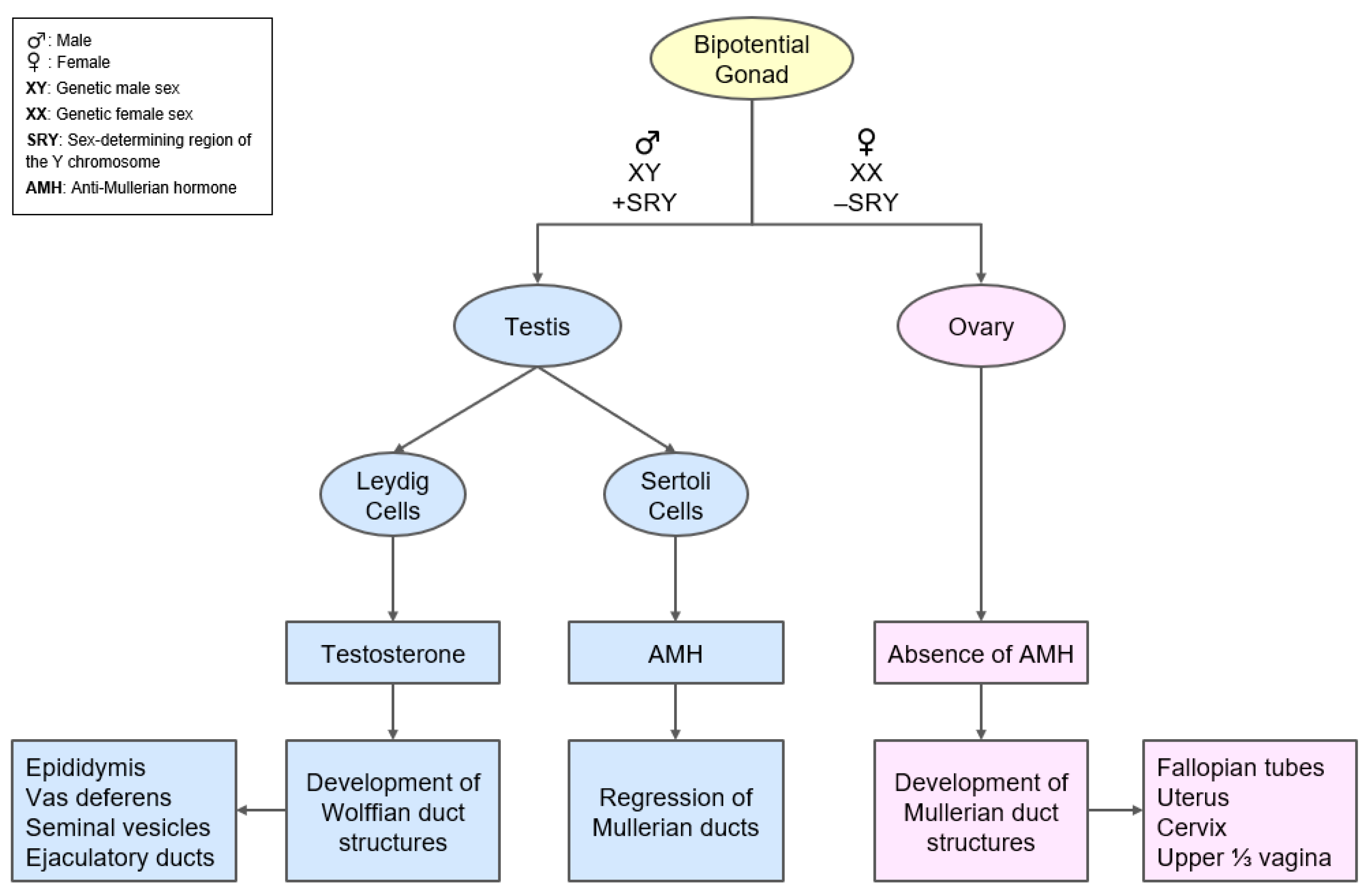 Diagnostics Free Full Text The Role Of Serum Anti Mullerian Hormone Measurement In The 8480