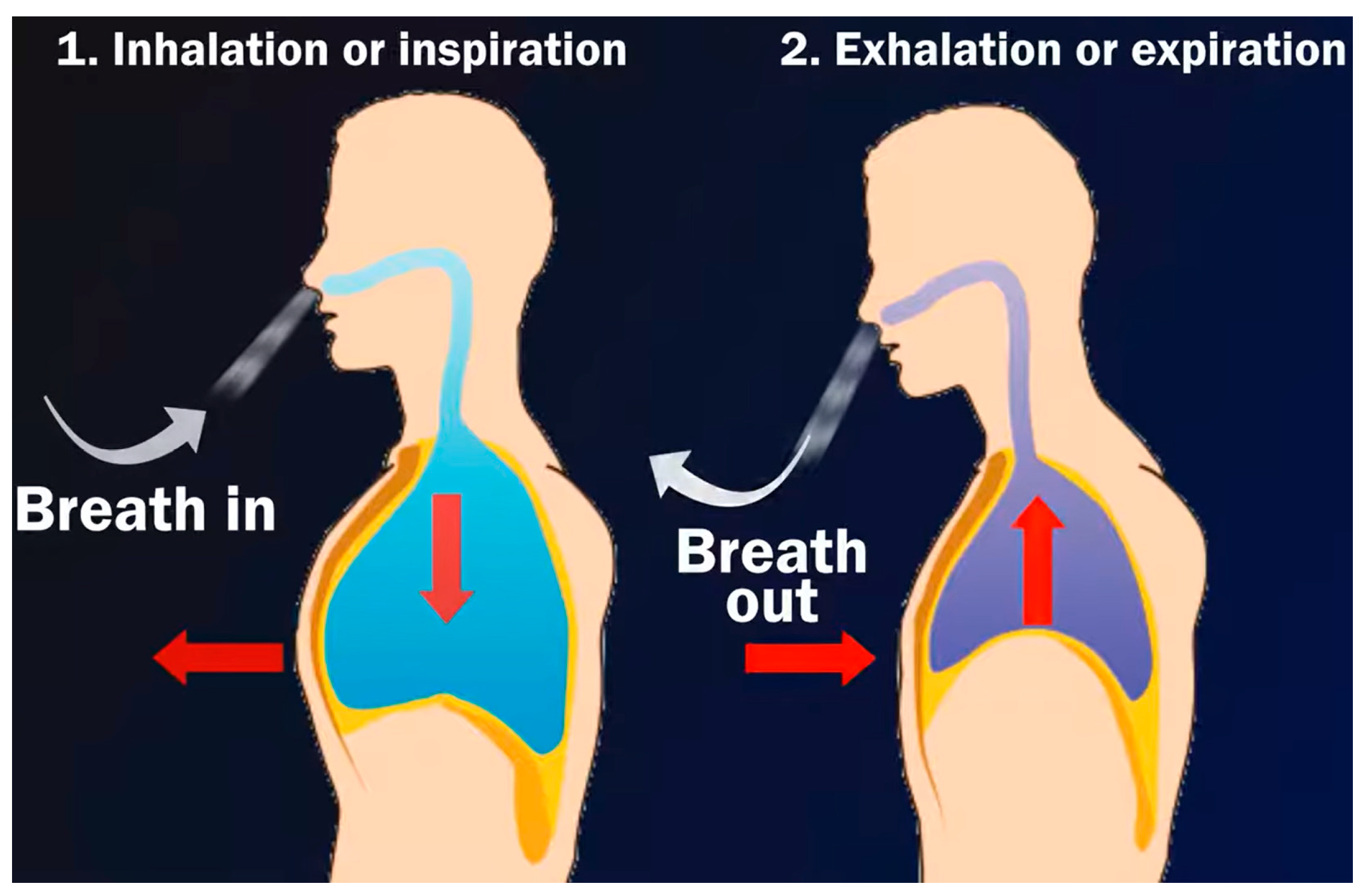 BreathSounds - Because at the Head of Every Team is a Respiratory Therapist