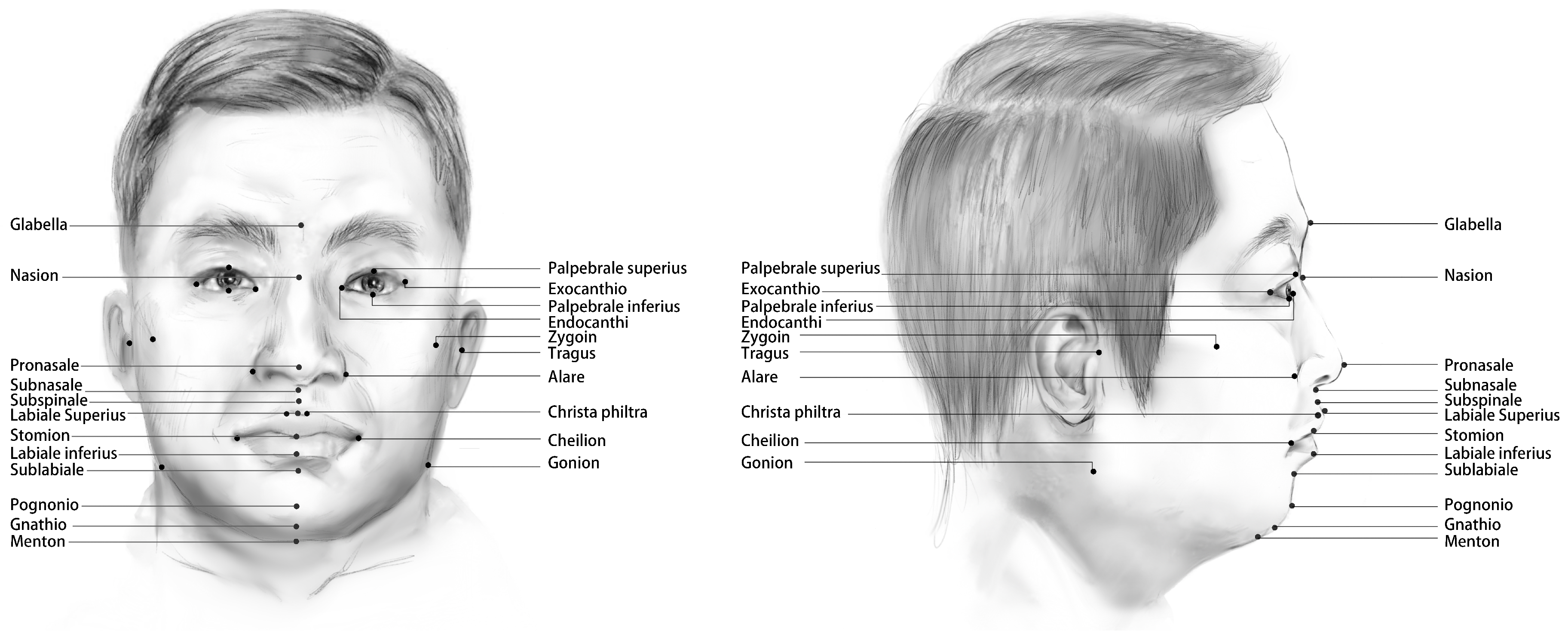 face surface anatomy