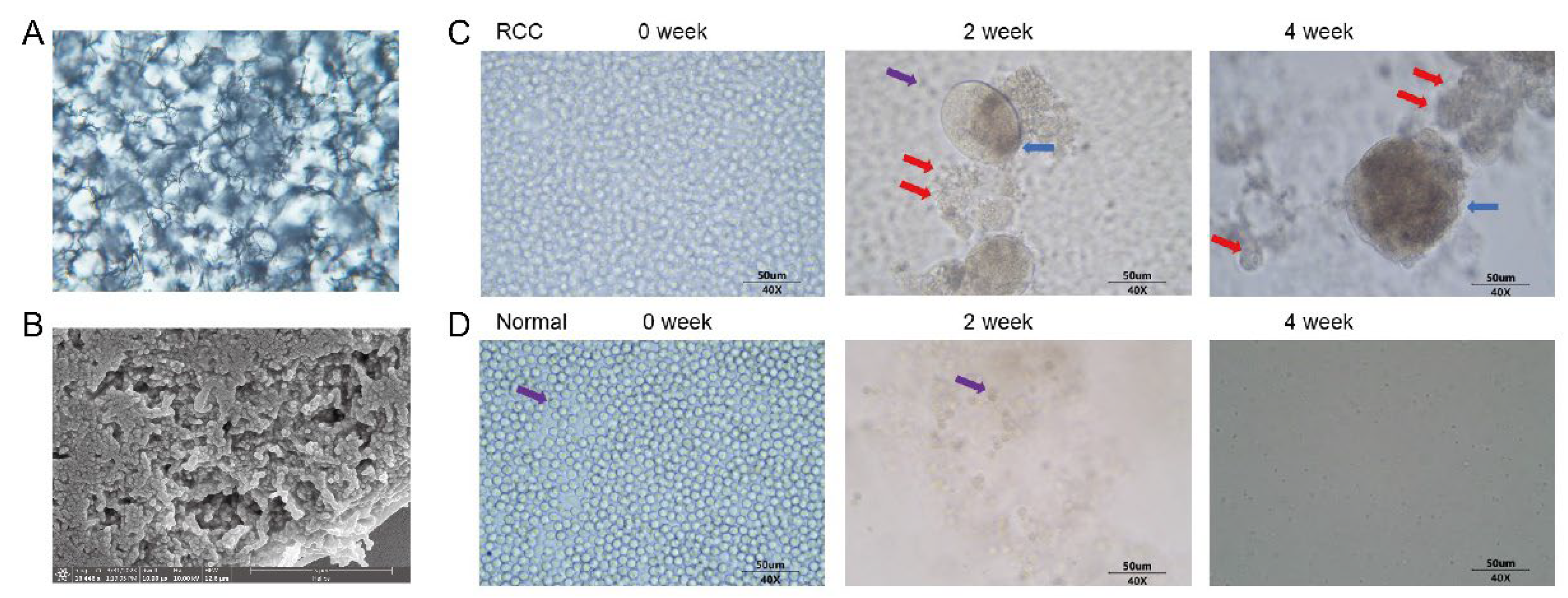 Diagnostics 13 01855 g002