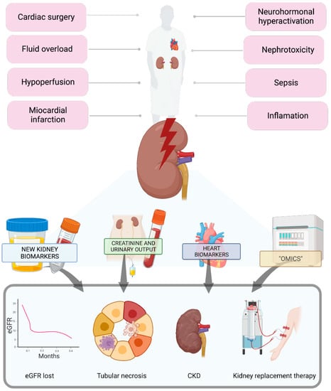 Diagnostics | Free Full-Text | Renal Biomarkers in Cardiovascular ...
