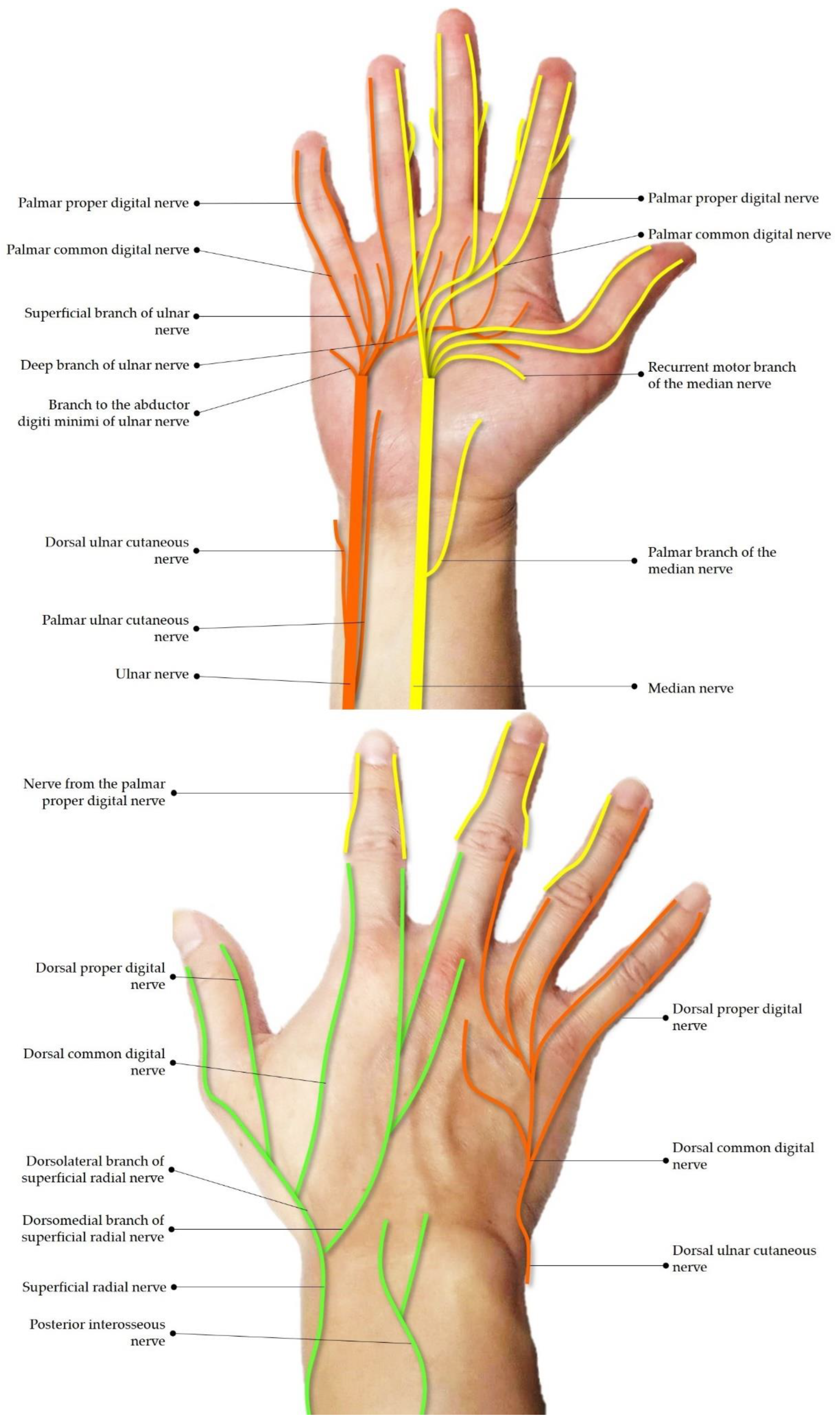 MEDIAN NERVE - pediagenosis  Median nerve, Nerve anatomy, Sciatic nerve  pain