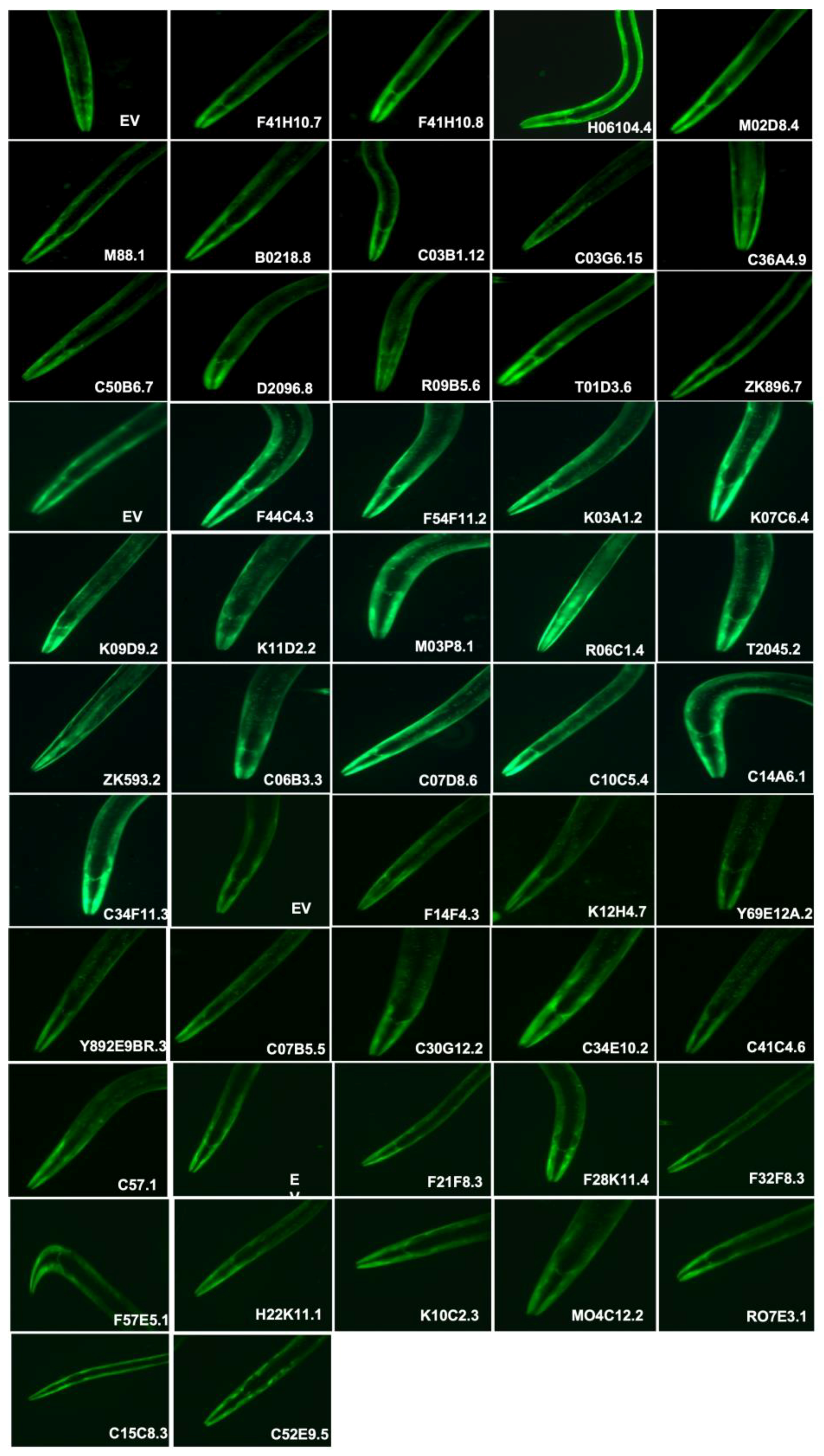 Diagnostics 13 02322 g002