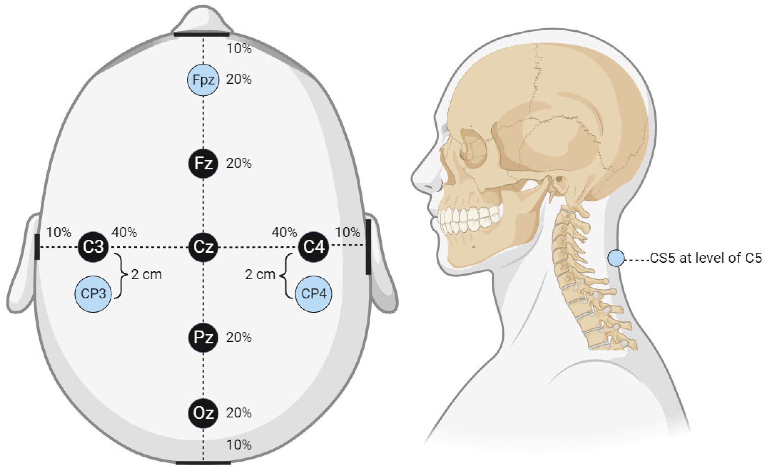 Figure, Diagram showing the innervation of] - StatPearls - NCBI Bookshelf