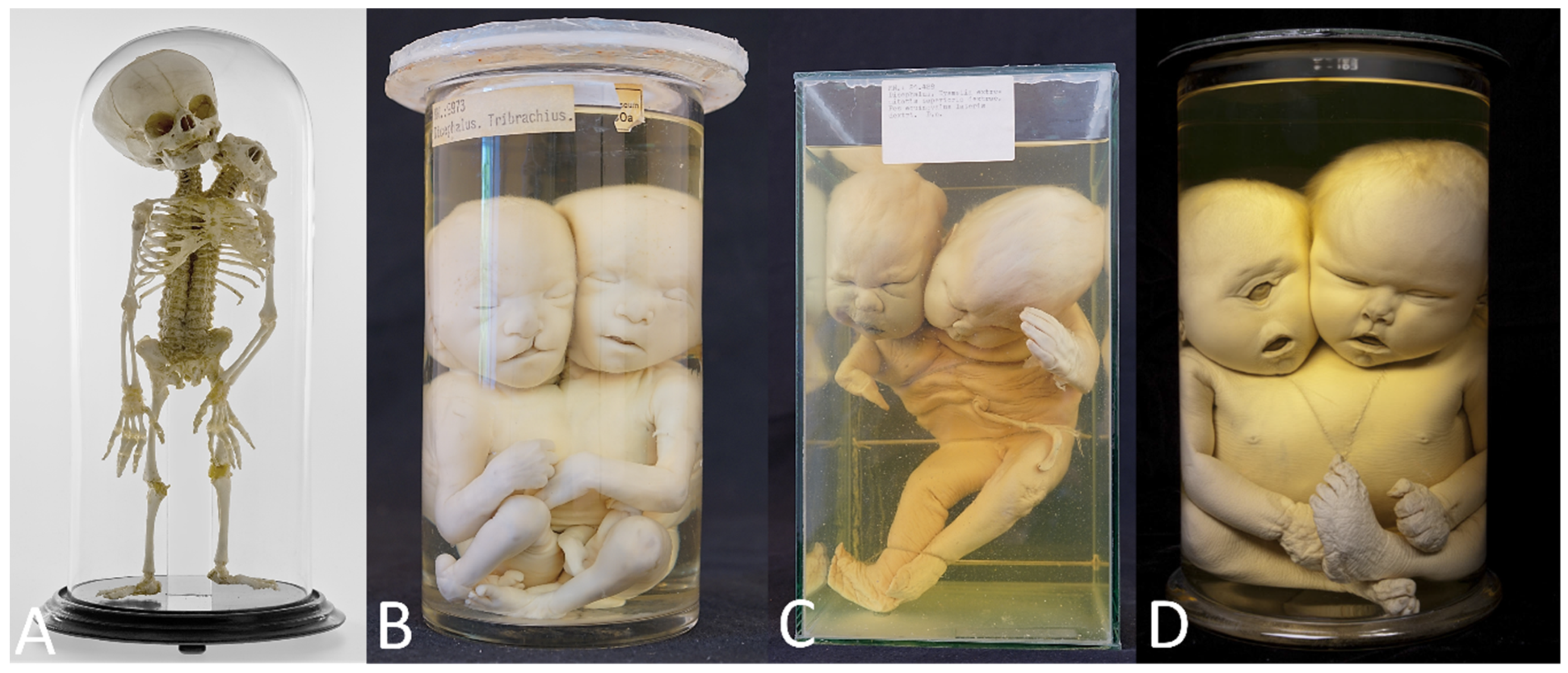 Diagnostics 13 03427 g004