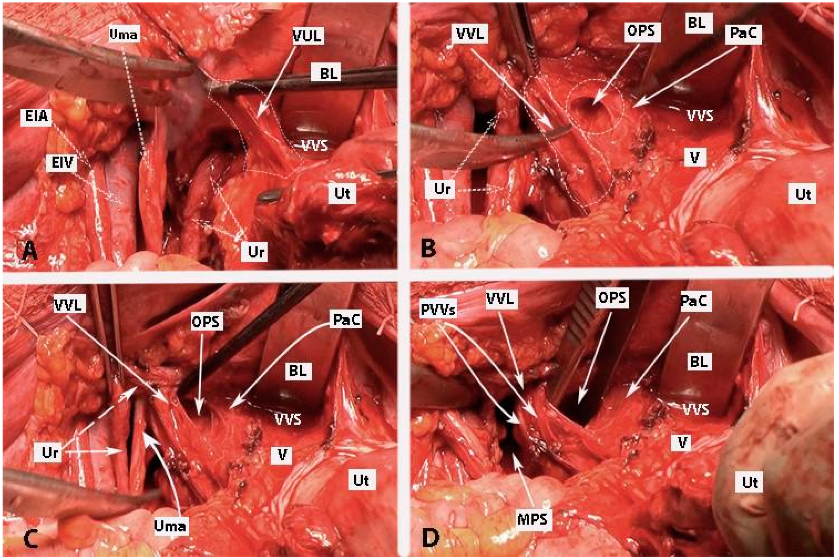 Diagnostics 14 00083 g011