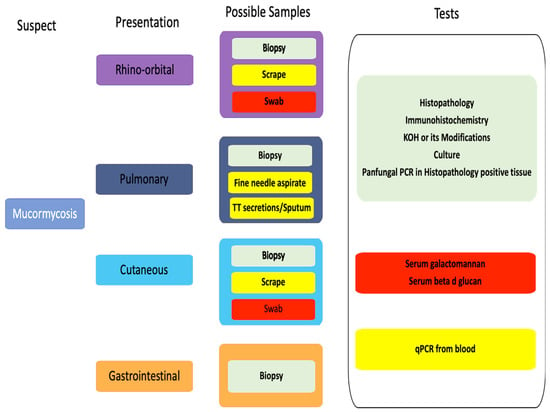 Diagnostics | Free Full-Text | From Spores to Solutions: A ...