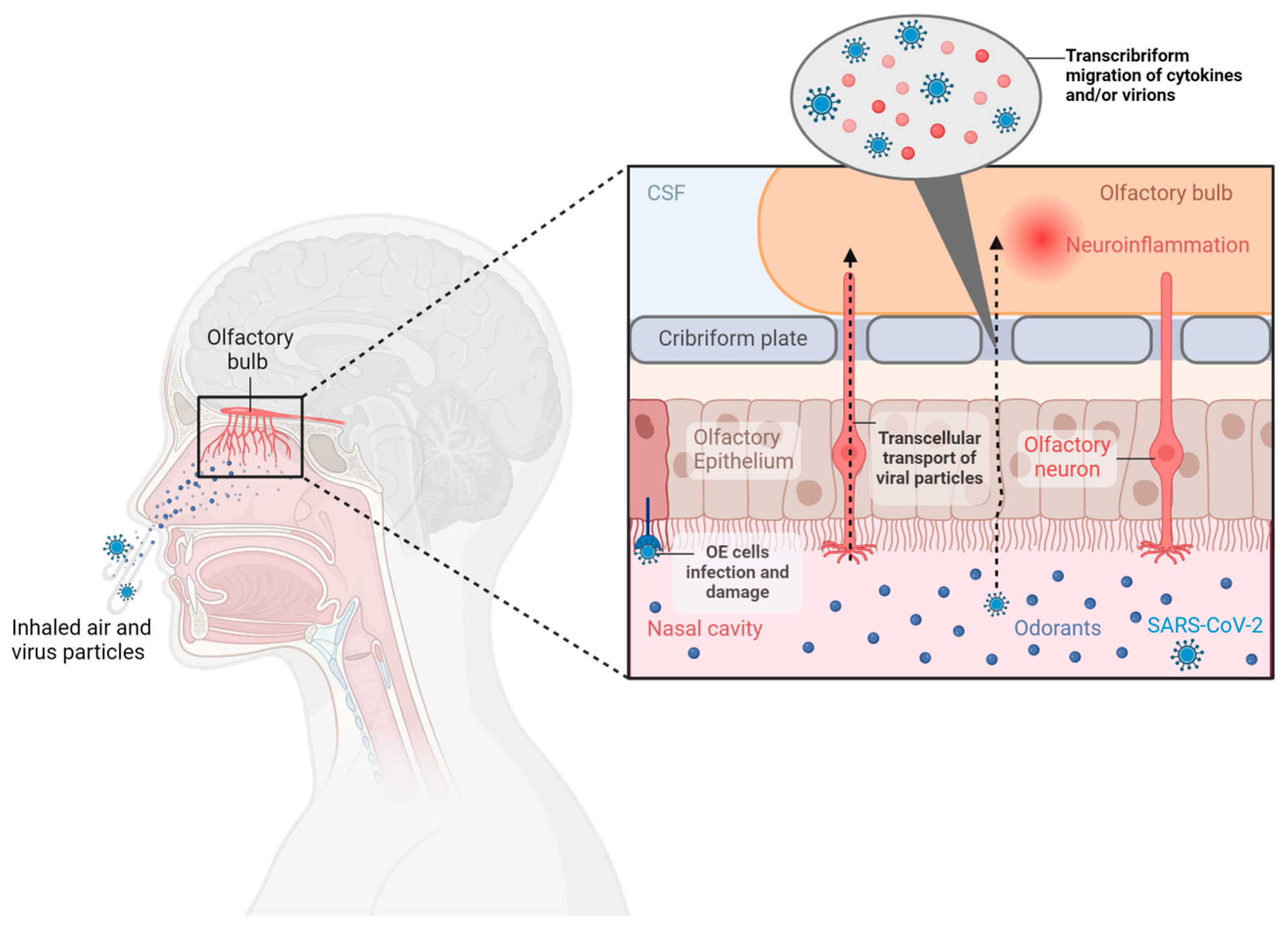 Diagnostics 14 00359 g001