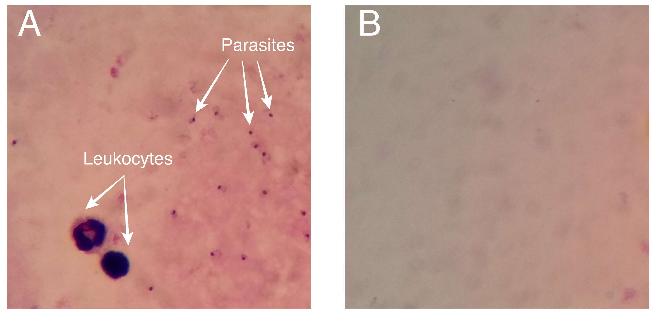 Diagnostics 14 00690 g002