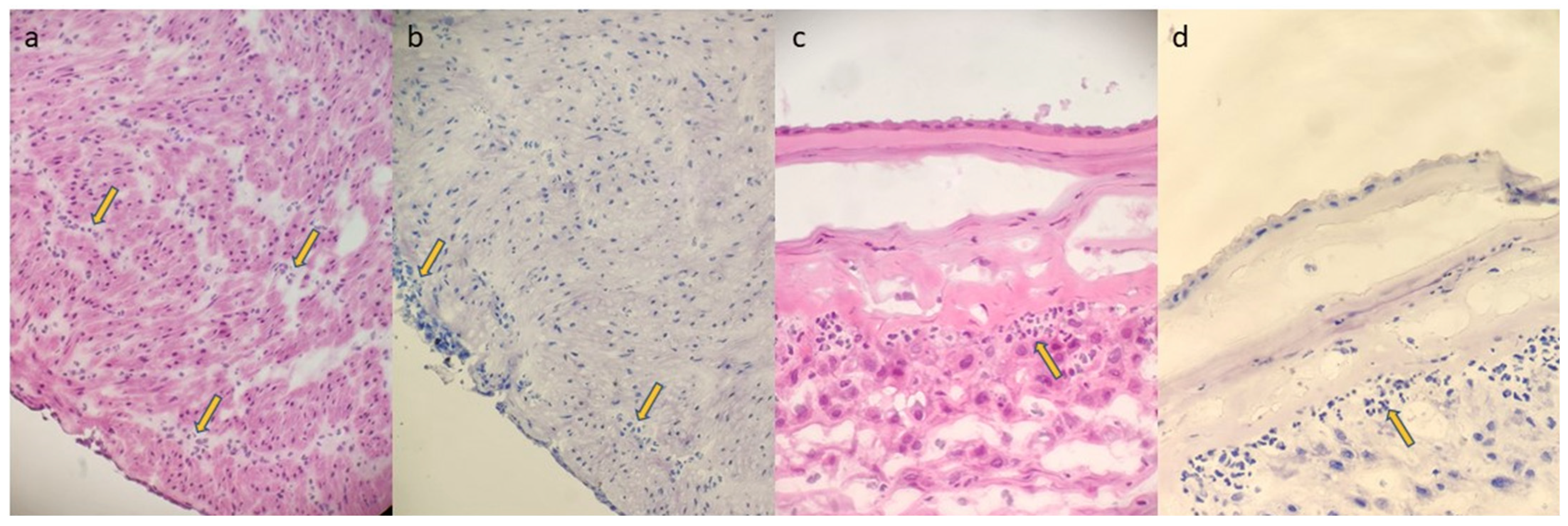 Diagnostics 14 01157 g001