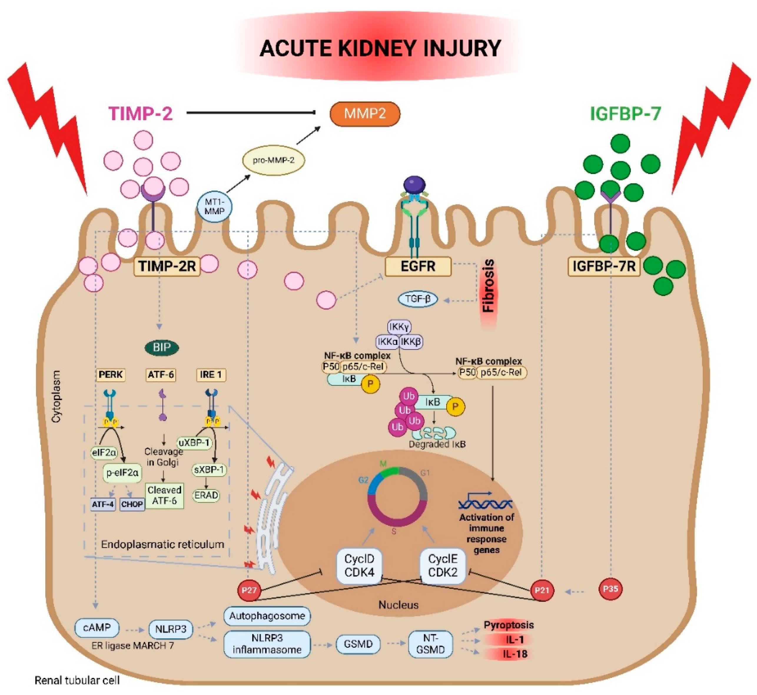Diagnostics 14 01350 g001