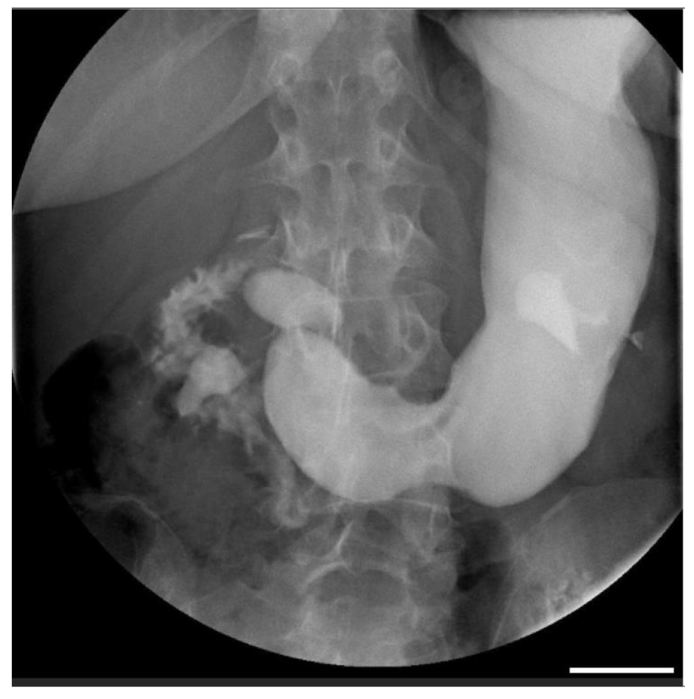 Diagnostics 14 01844 g001 Diagnostics 14 01844 g001