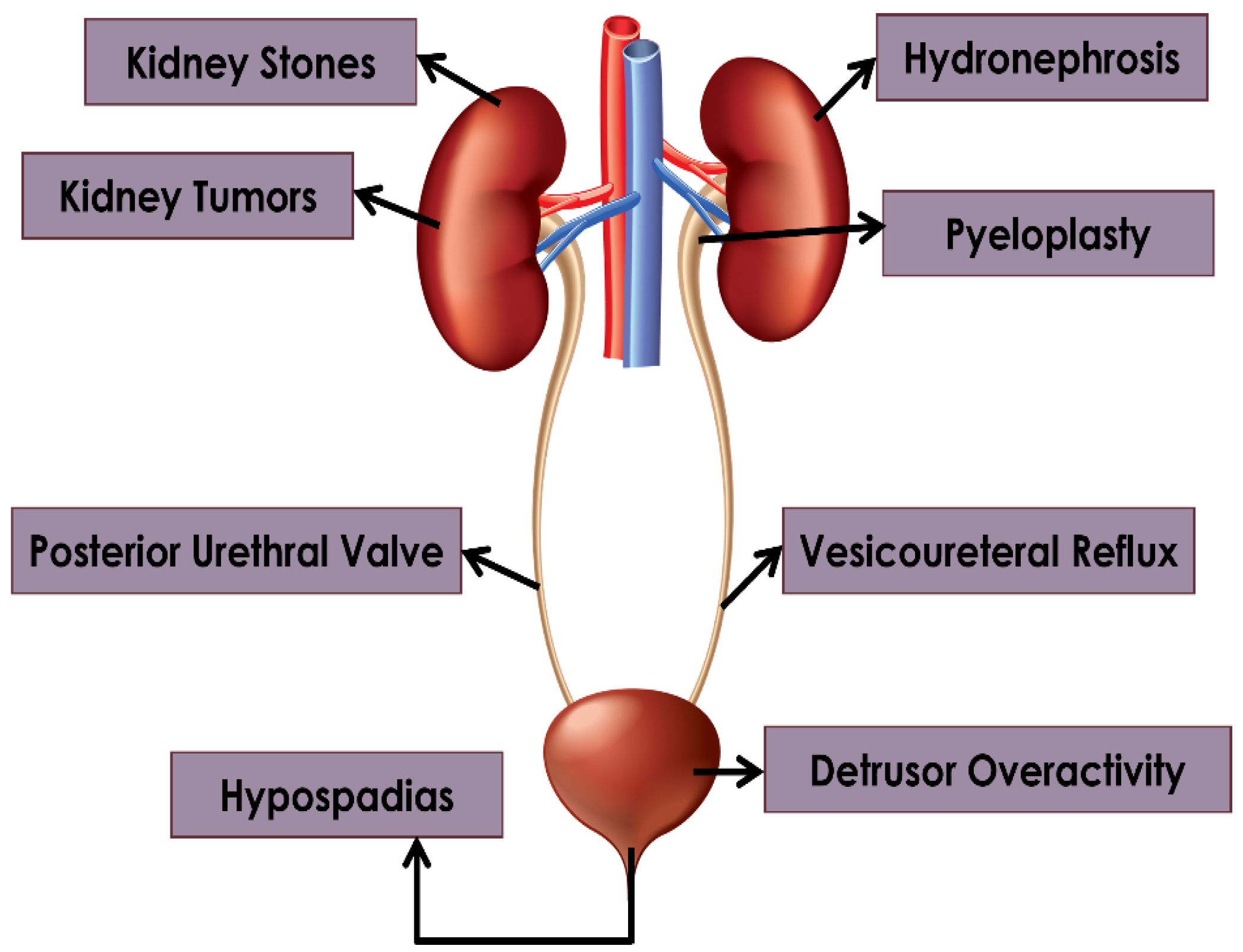 Diagnostics 14 02059 g002