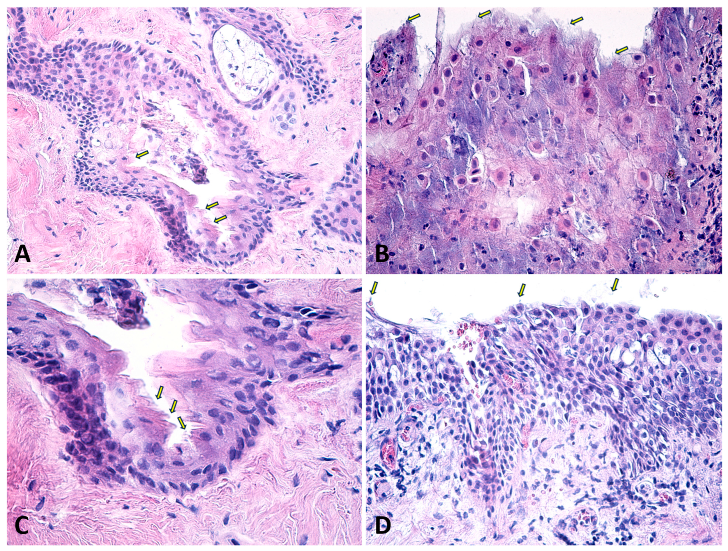 Diagnostics 14 02187 g005 Diagnostics 14 02187 g005