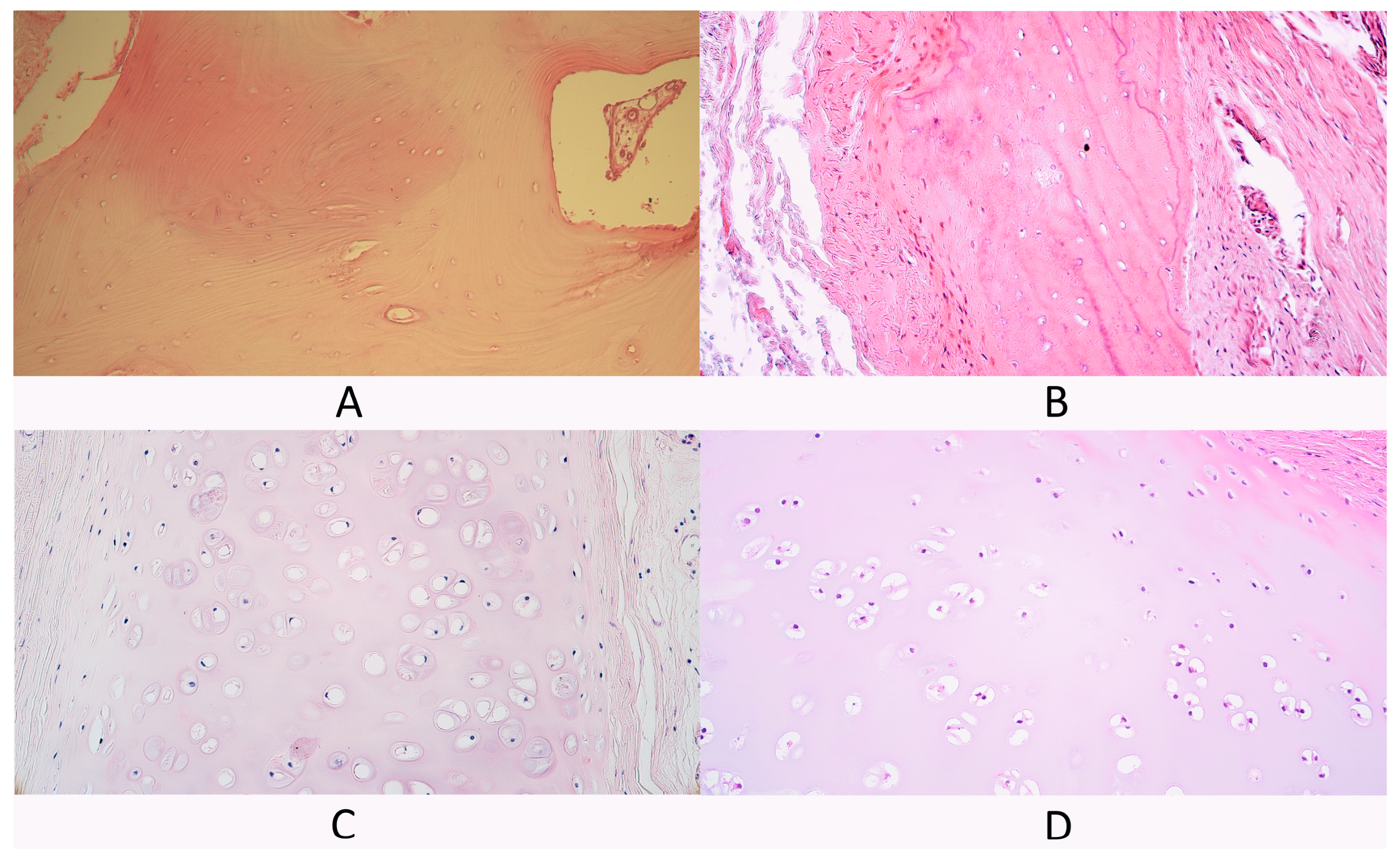 Diagnostics 14 02217 g001