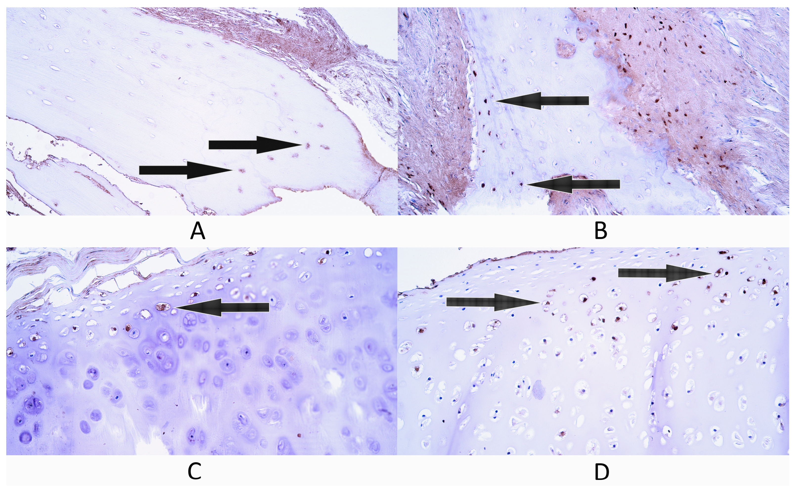 Diagnostics 14 02217 g006