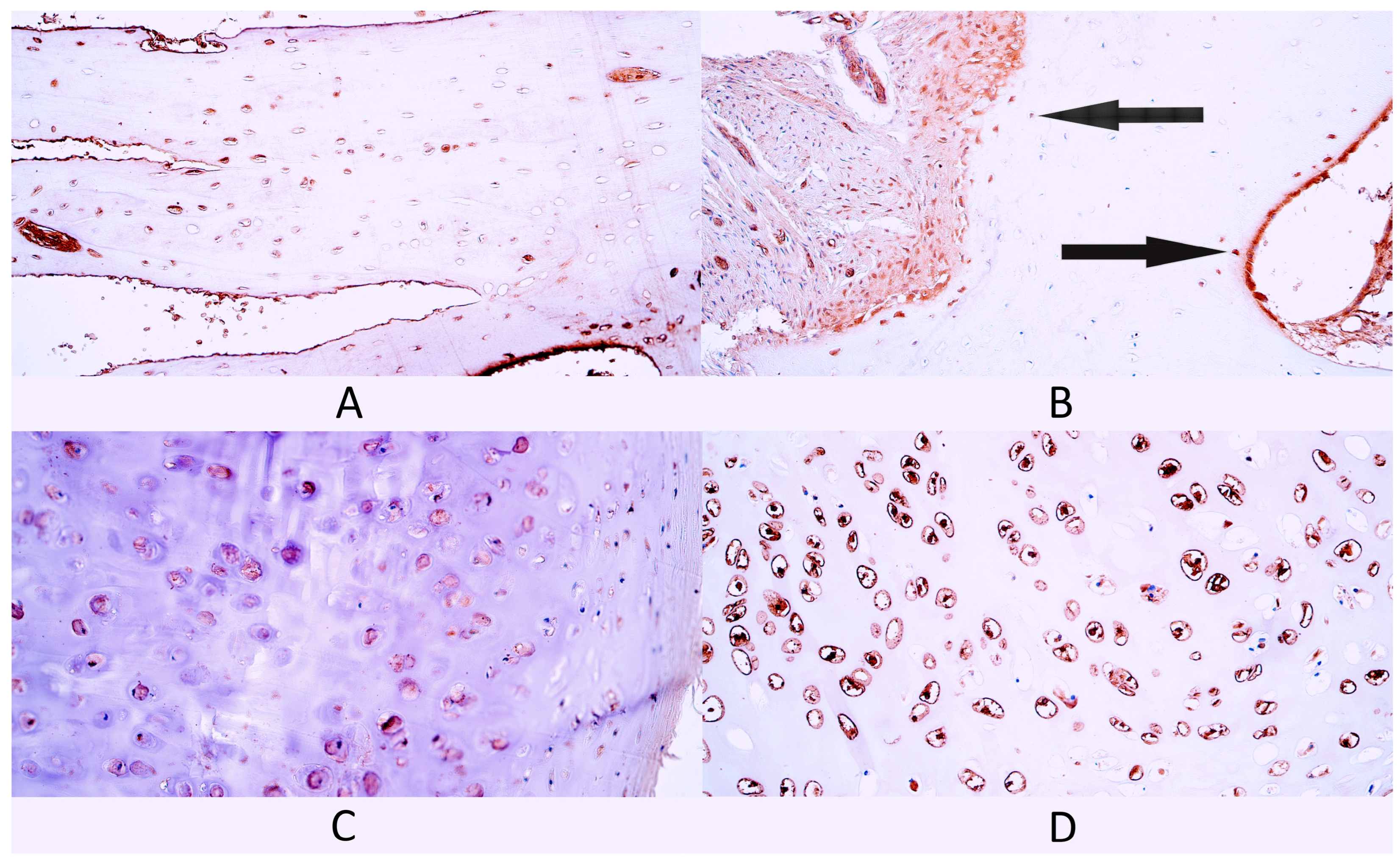 Diagnostics 14 02217 g008